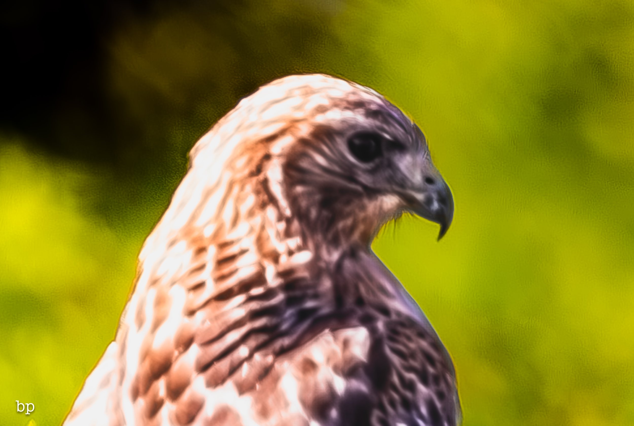 jungle_02_42 (1 of 1).jpg