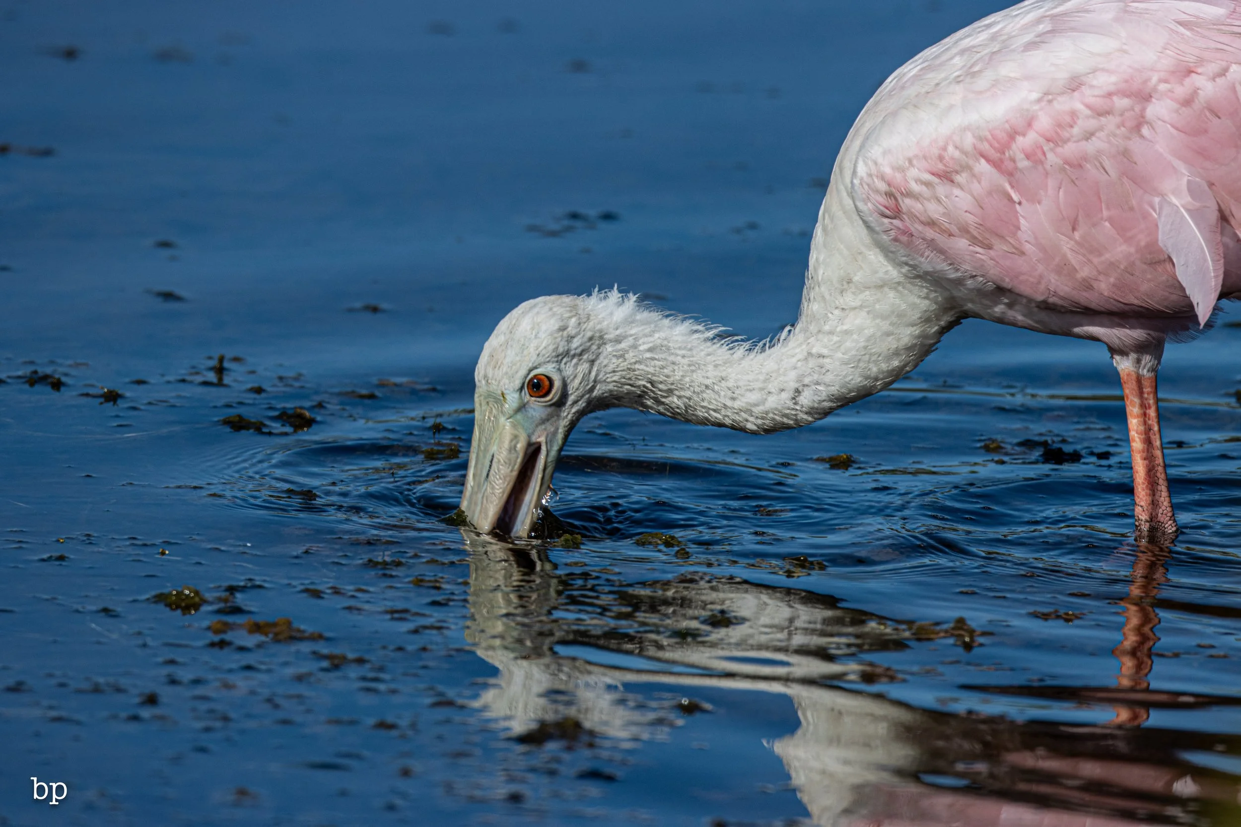 jungle_02_30 (1 of 1).jpg