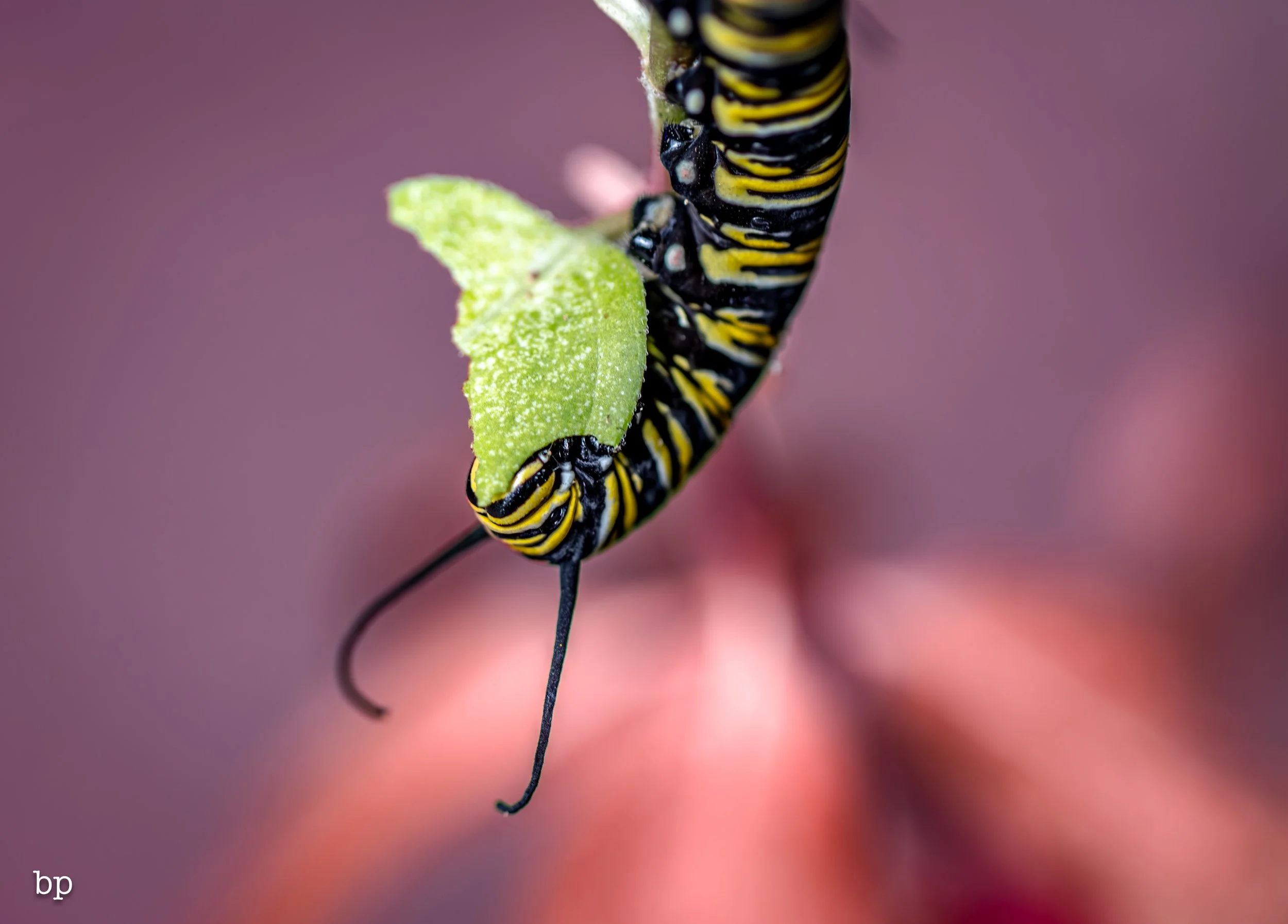 10_28_butter_149 (1 of 1).jpg