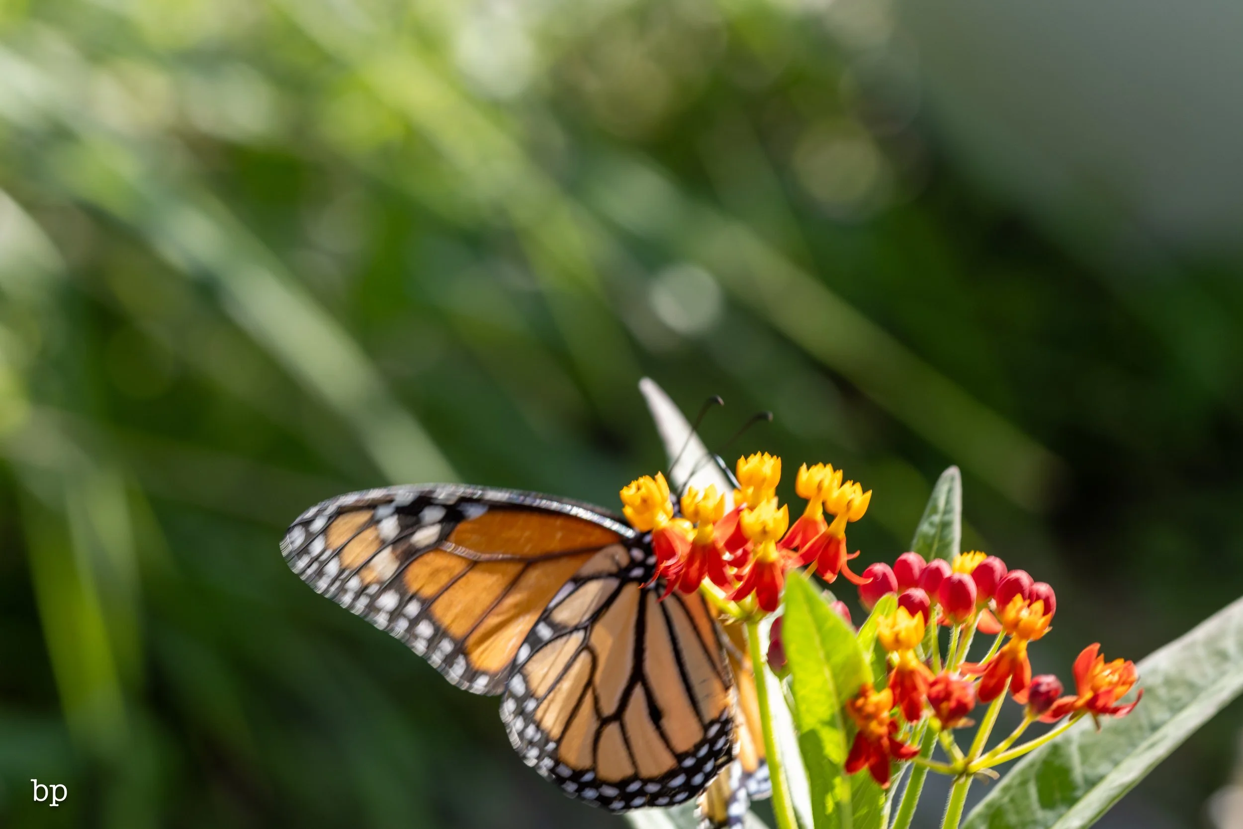 butter_10 (1 of 1).jpg