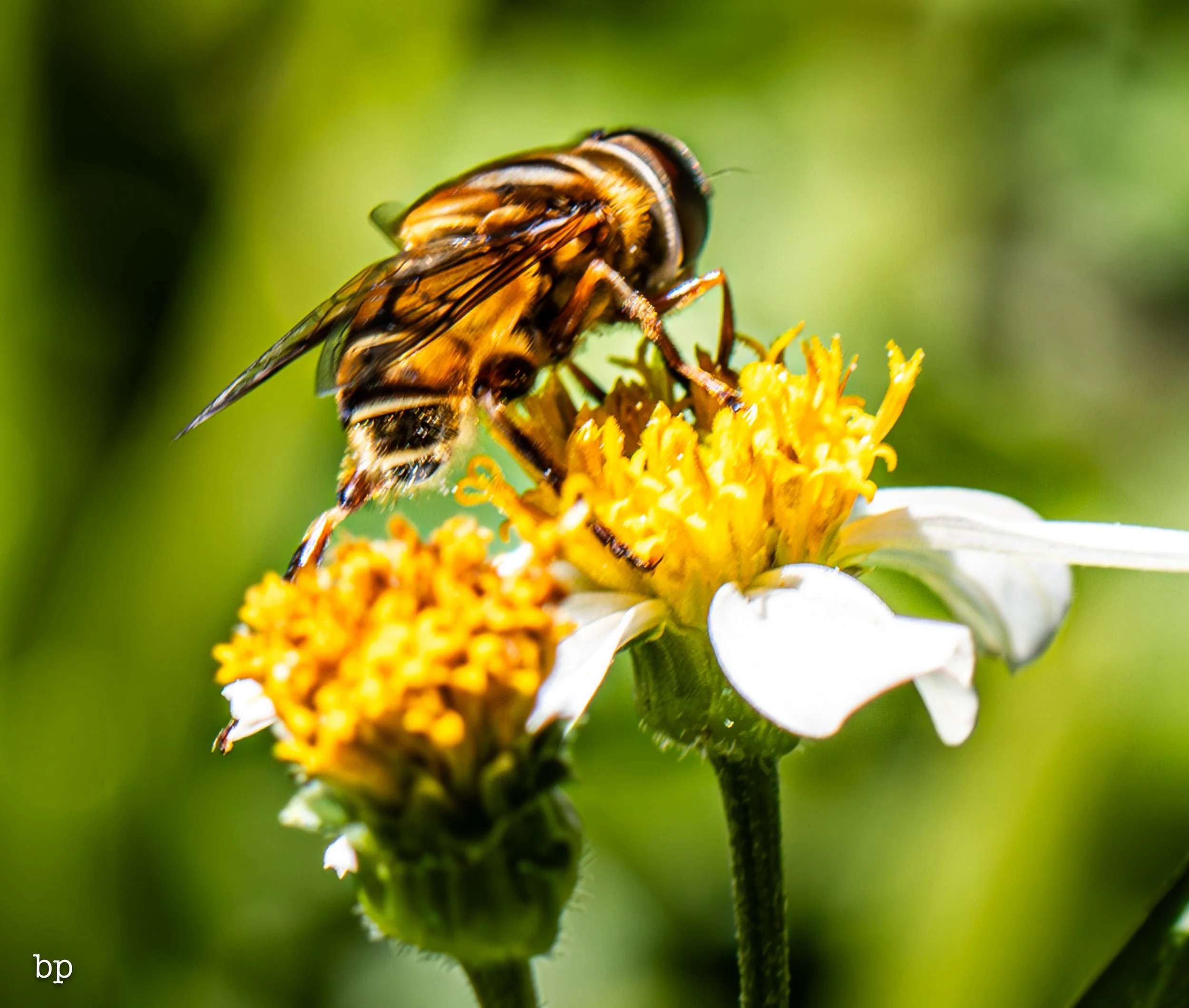 10_28_butter_159 (1 of 1).jpg