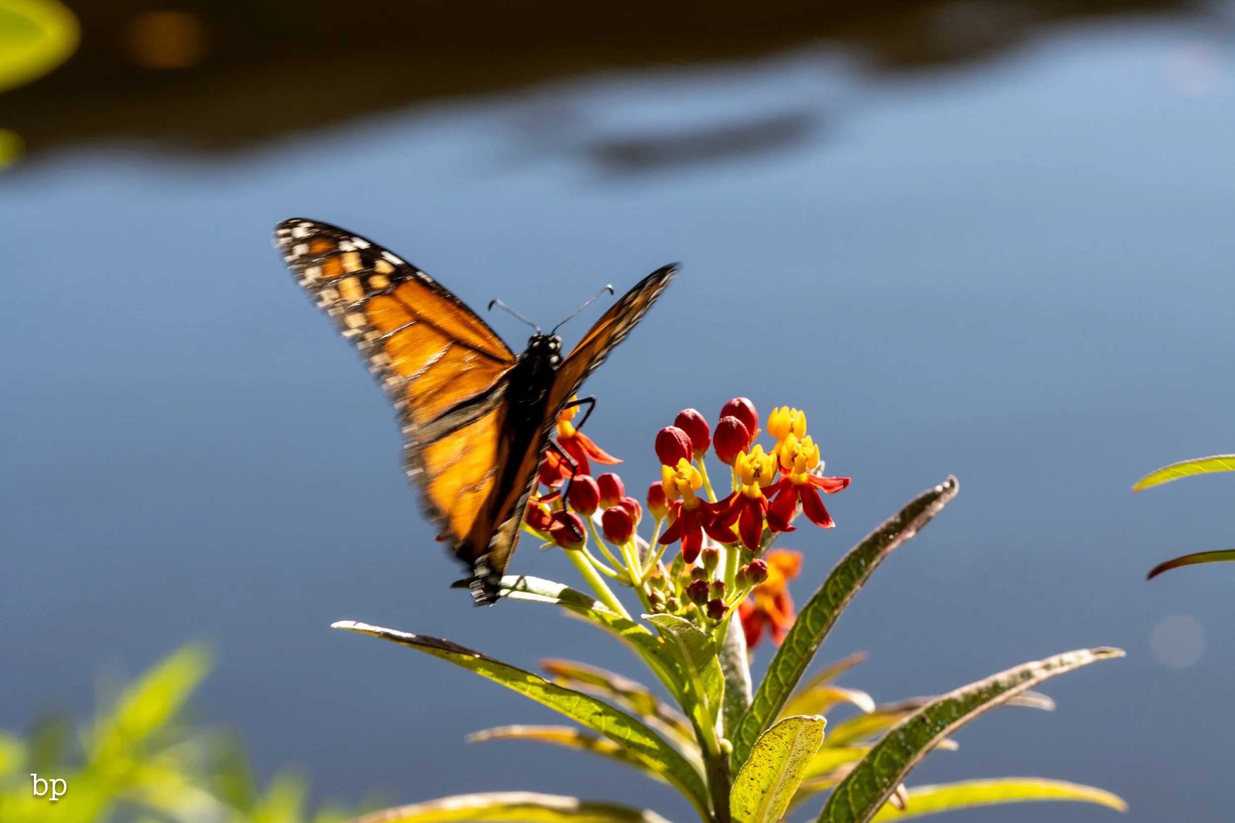 butterr_43 (1 of 1).jpg