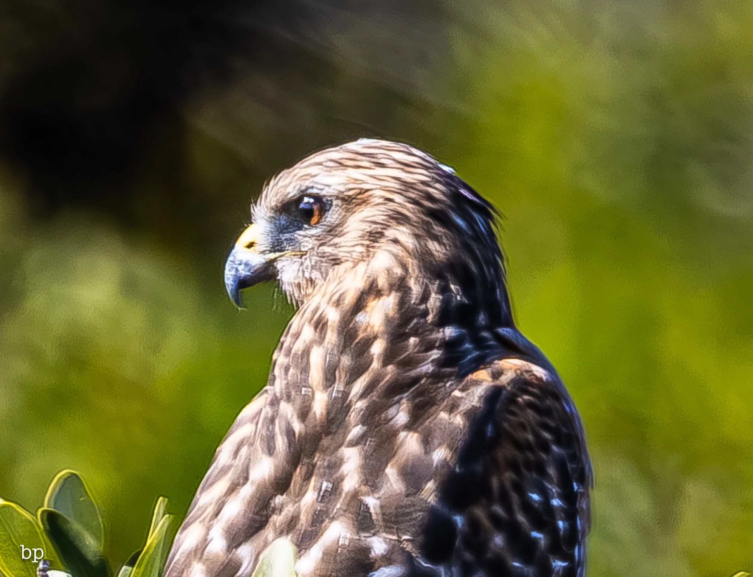 jungle_02_41 (1 of 1).jpg