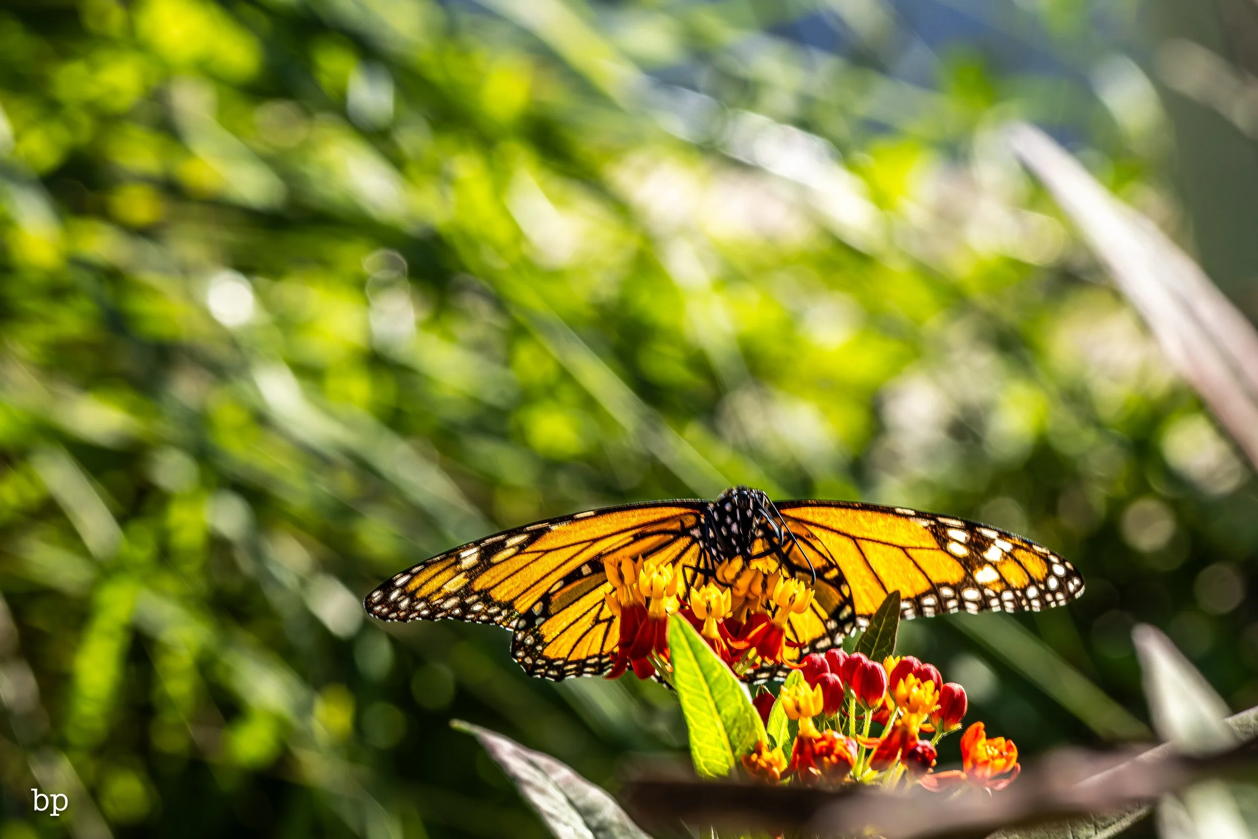 butter_06 (1 of 1).jpg