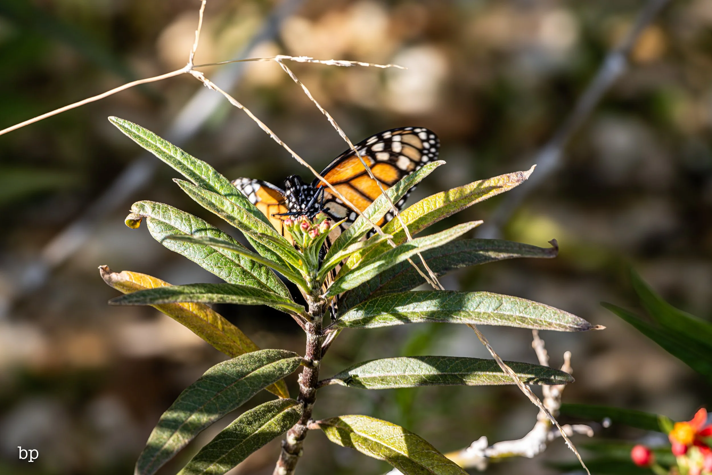 butter_31 (1 of 1).jpg