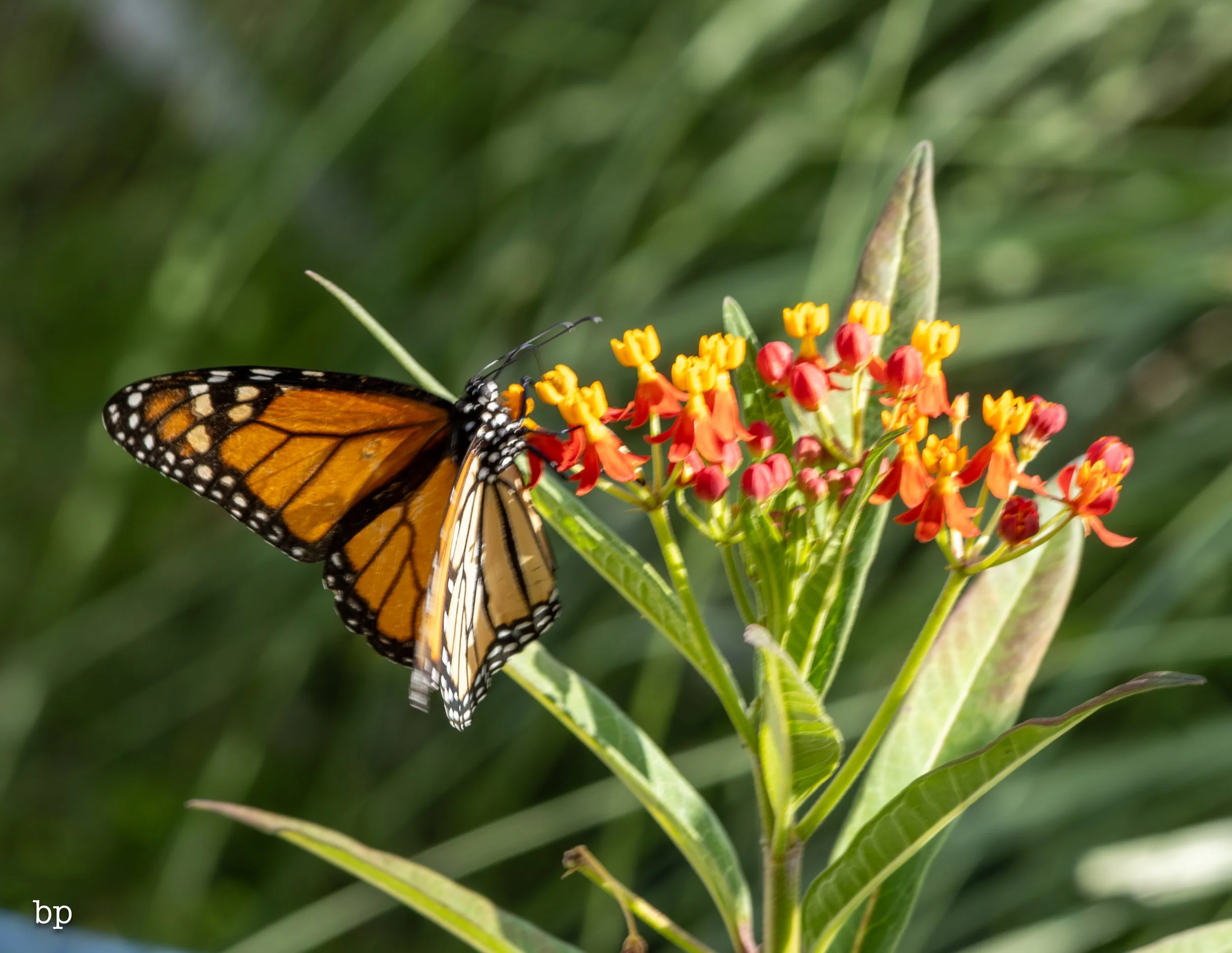 butter_16 (1 of 1).jpg