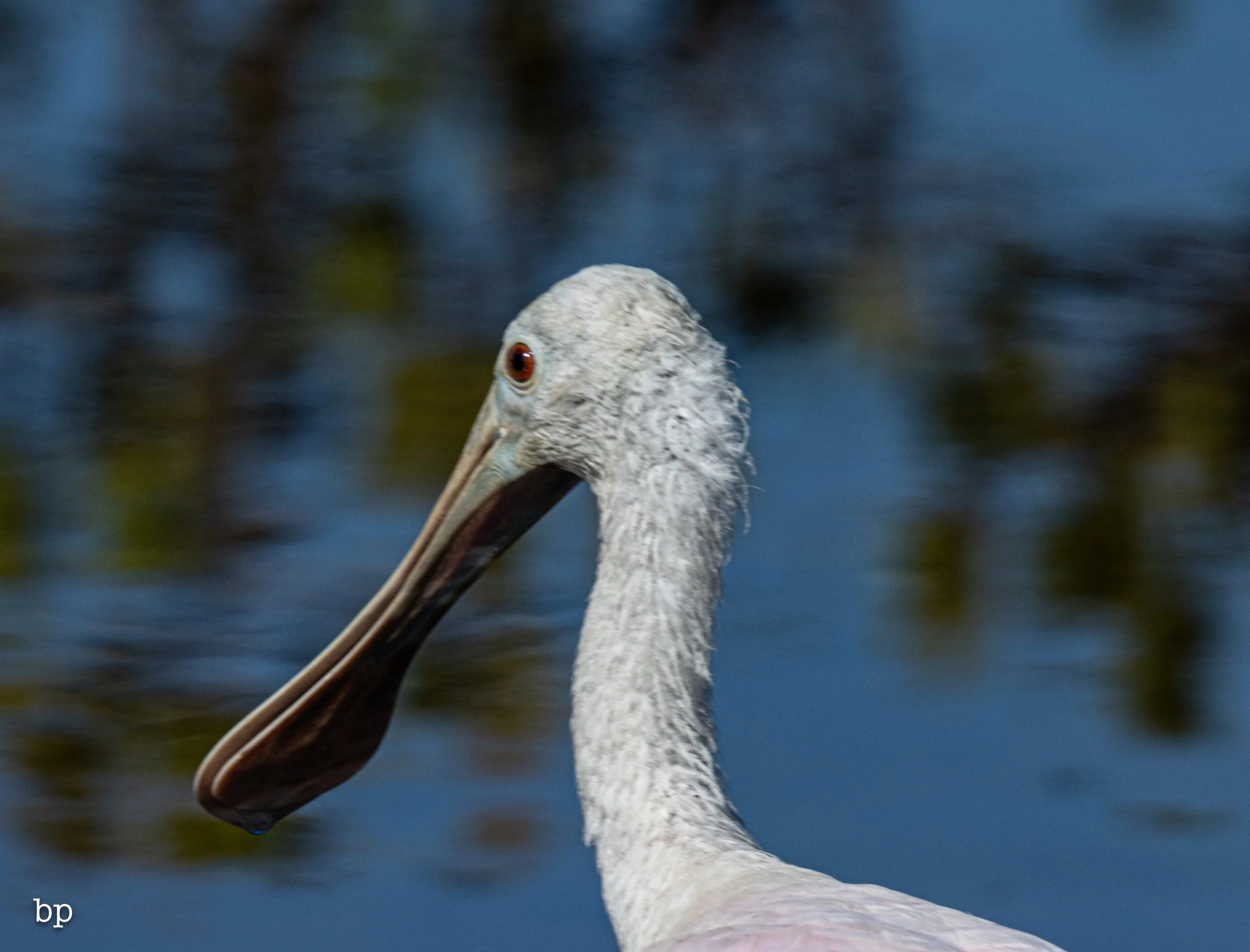 jungle_02_33 (1 of 1).jpg