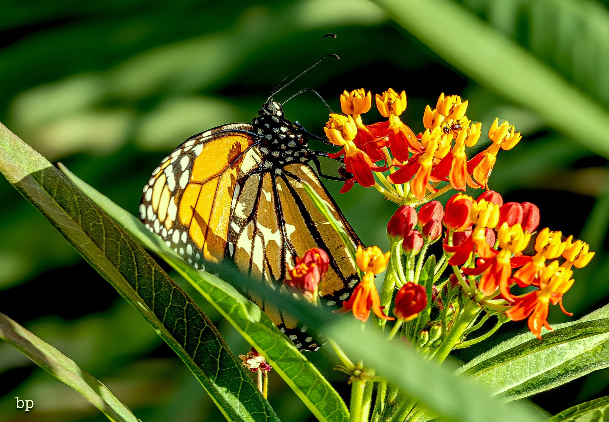 butter_23 (1 of 1).jpg