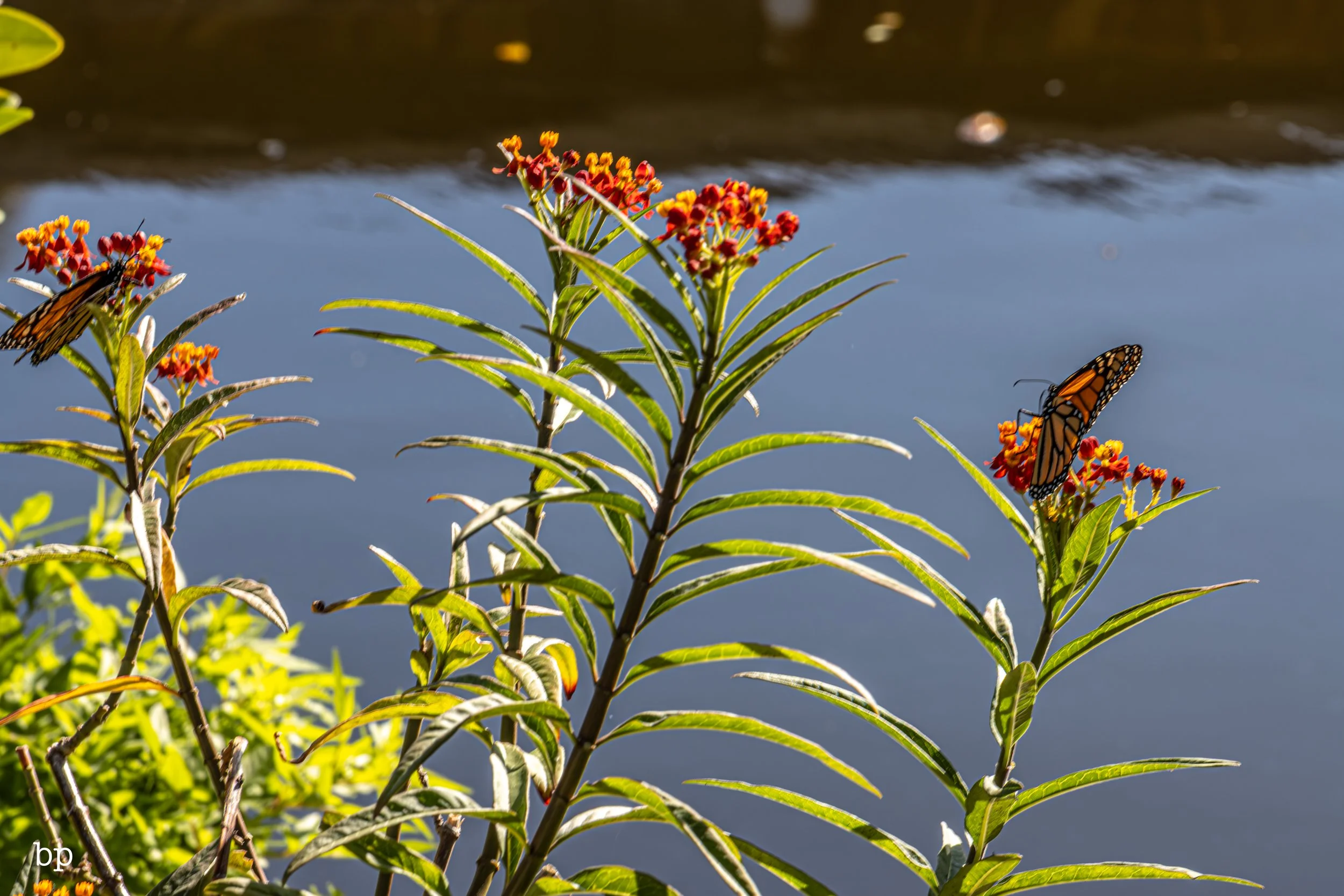 butterr_49 (1 of 1).jpg