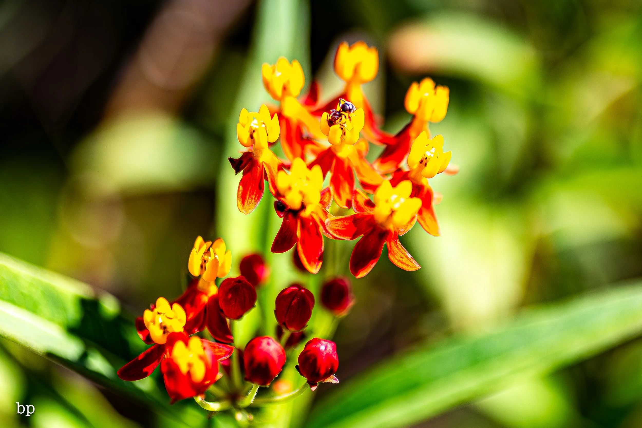 btryfly_45 (1 of 1).jpg