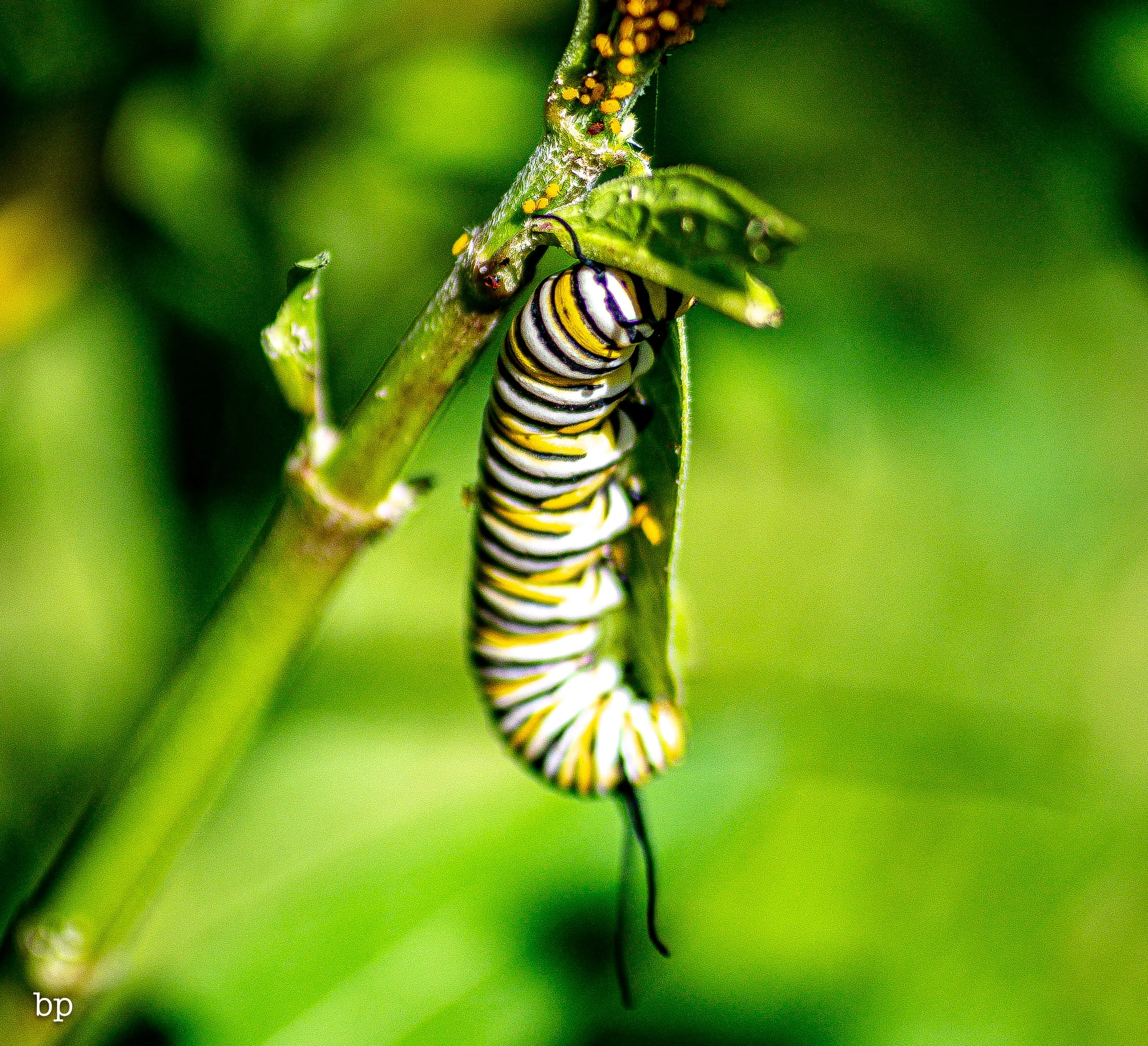 btryfly_49 (1 of 1).jpg