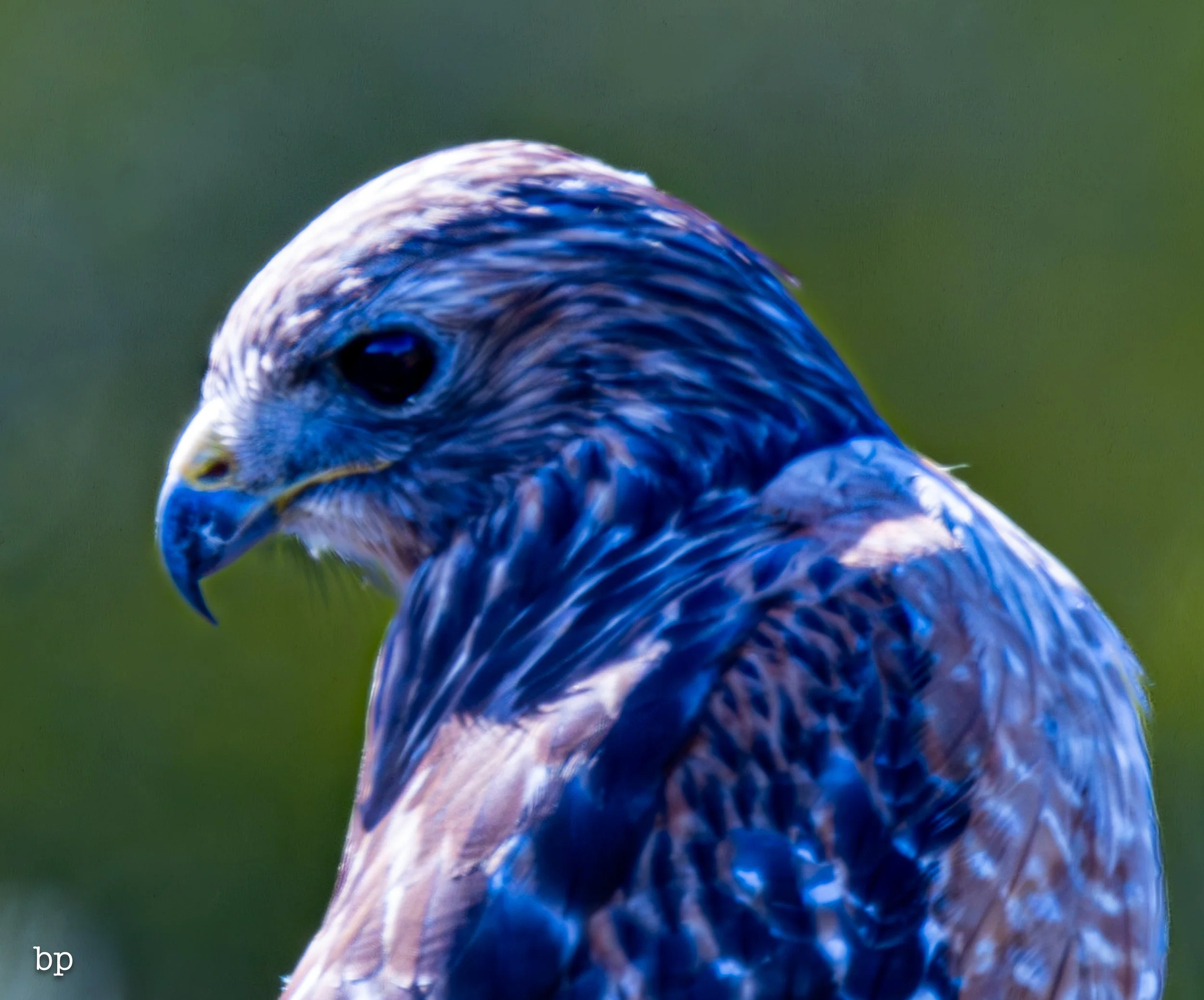 jungle_02_50 (1 of 1).jpg