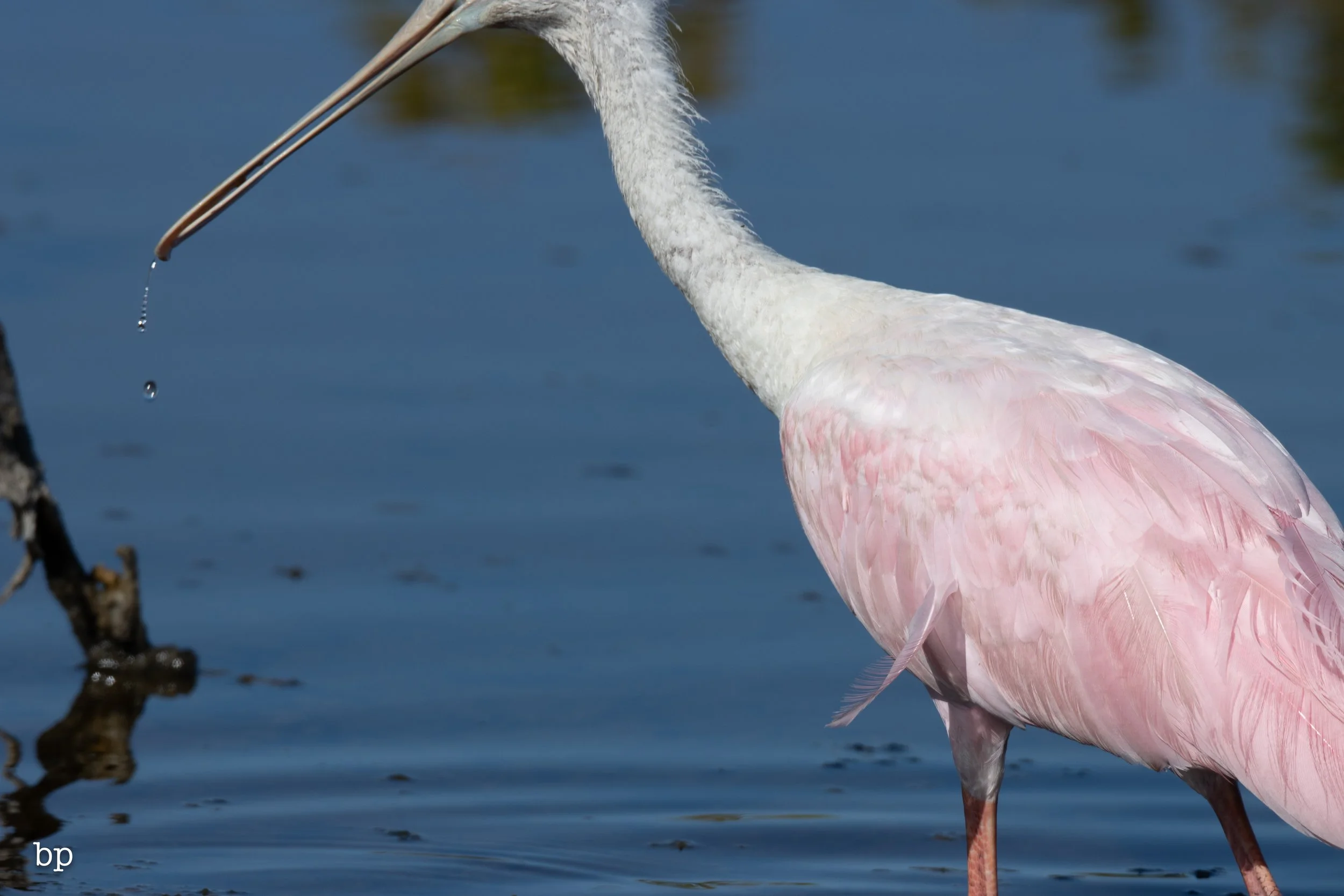 jungle_02_32 (1 of 1).jpg