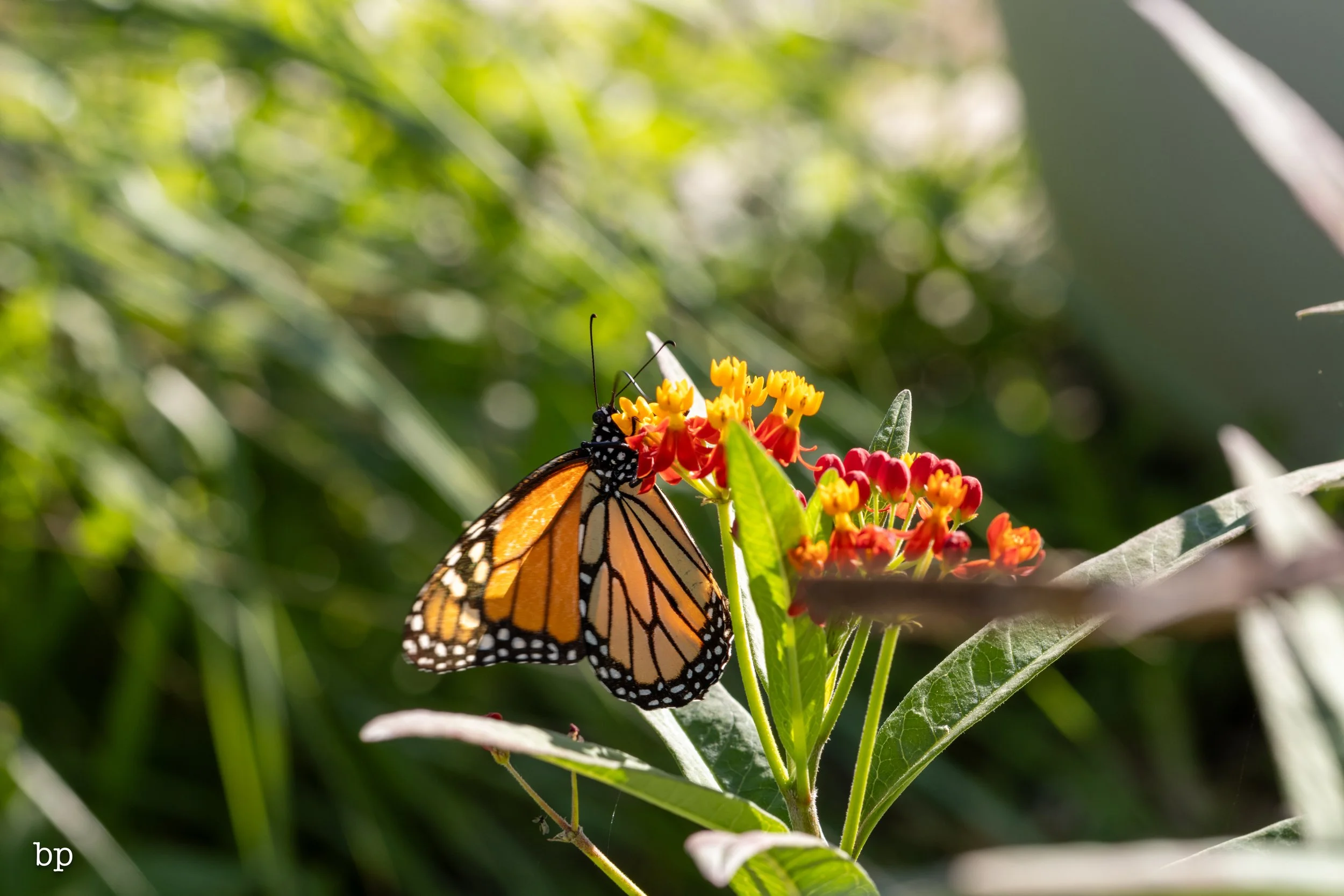 butter_13 (1 of 1).jpg