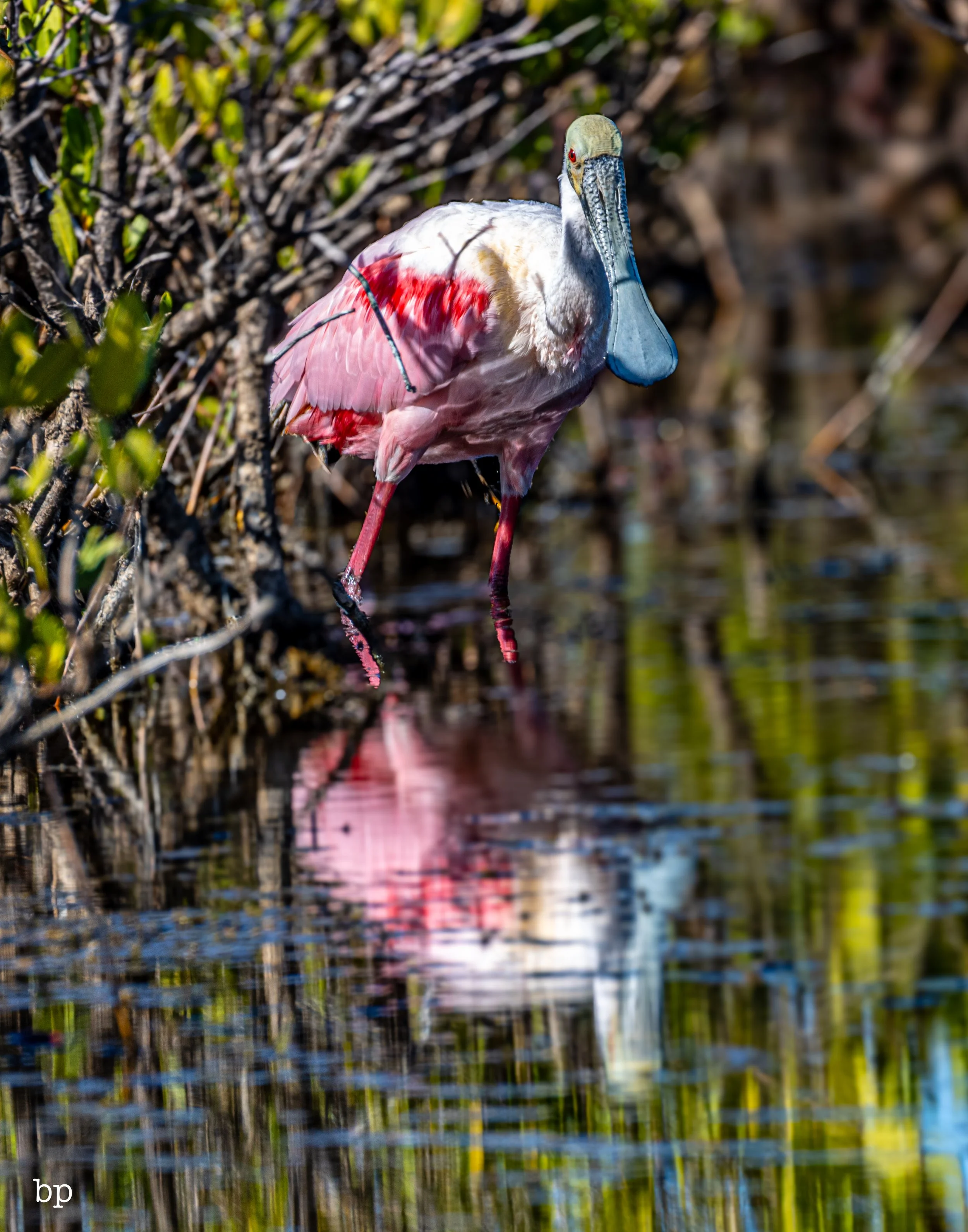 jungle_02_28 (1 of 1).jpg