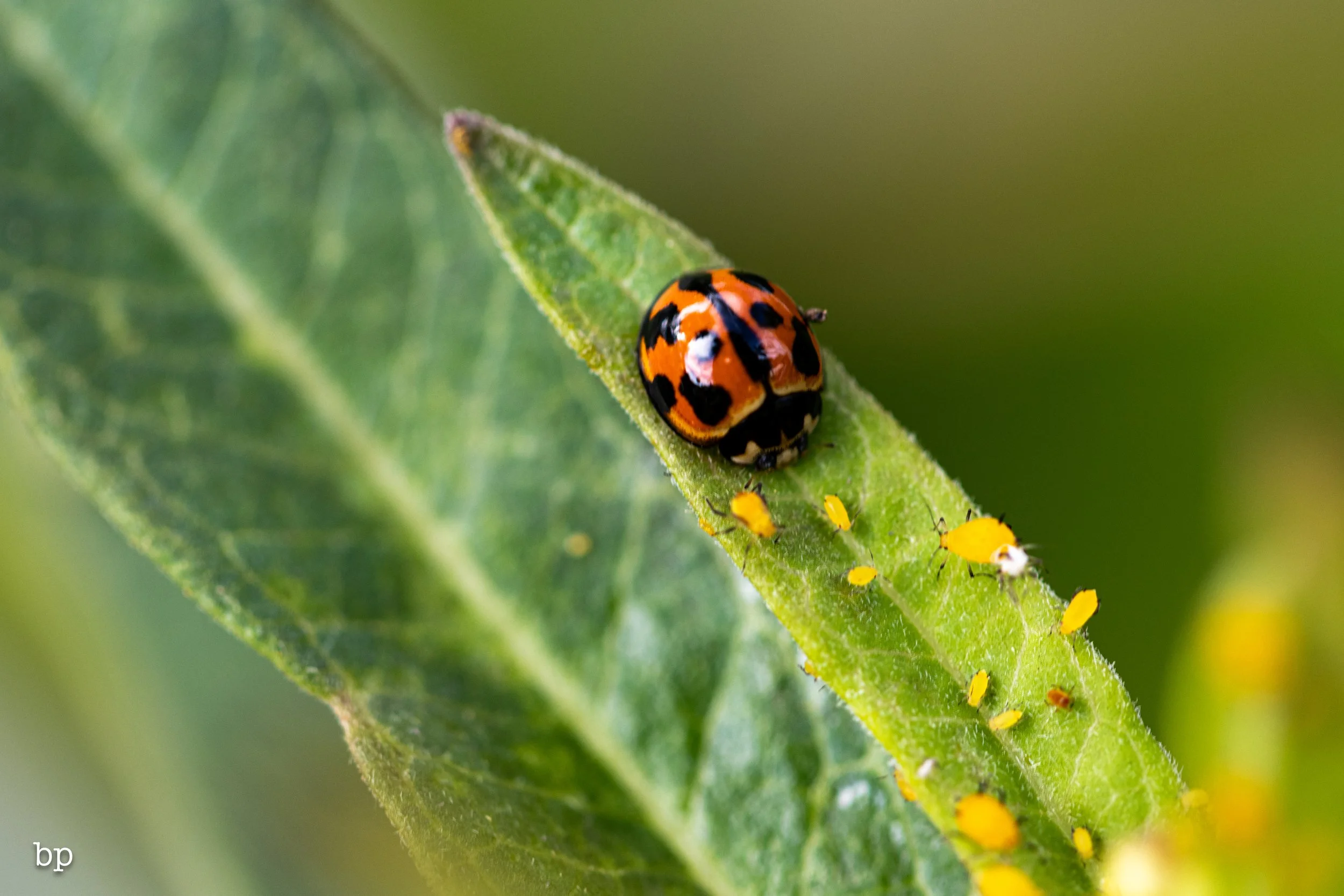 insect_102 macro (1 of 1).jpg