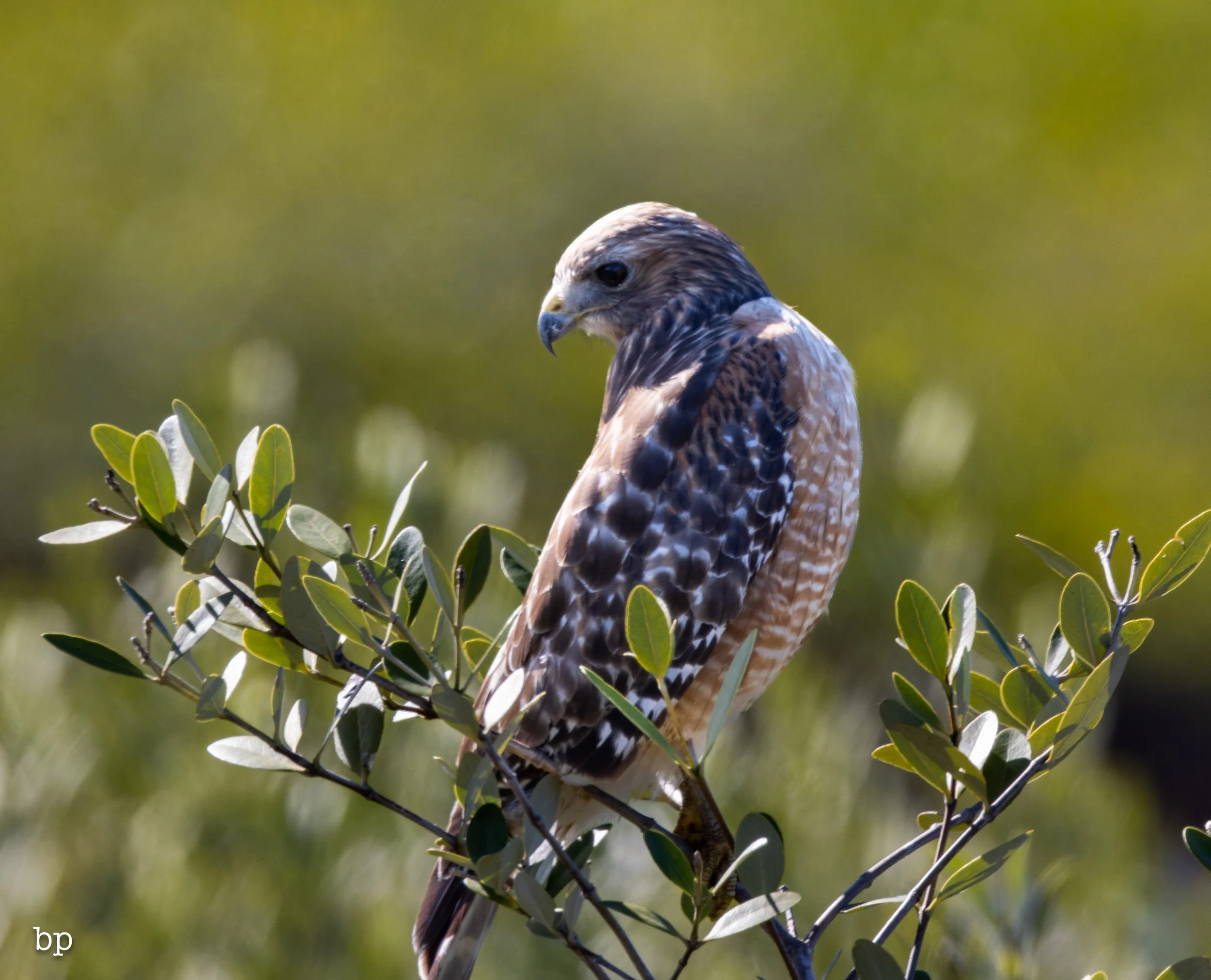 jungle_02_49 (1 of 1).jpg