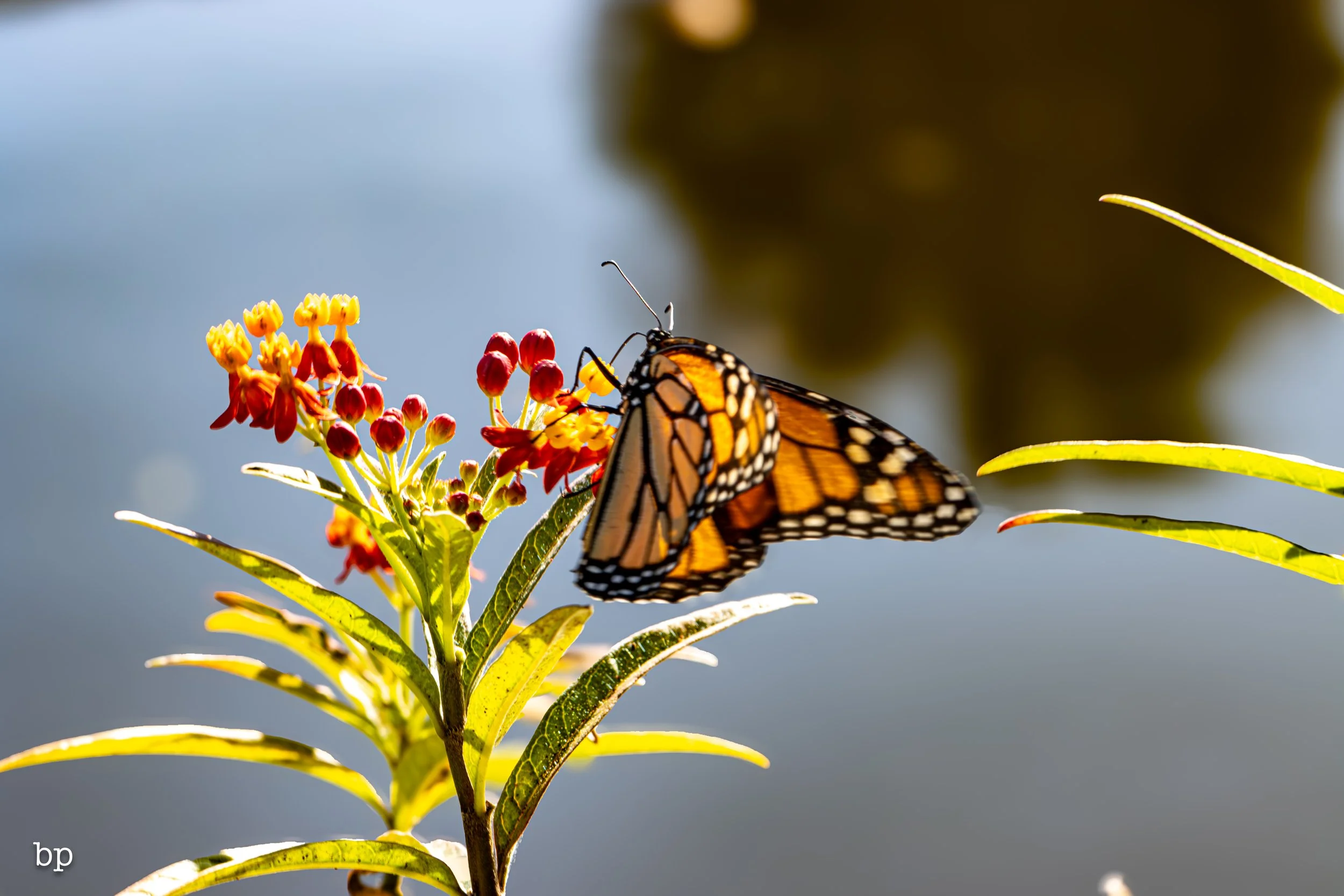 butterr_46 (1 of 1).jpg