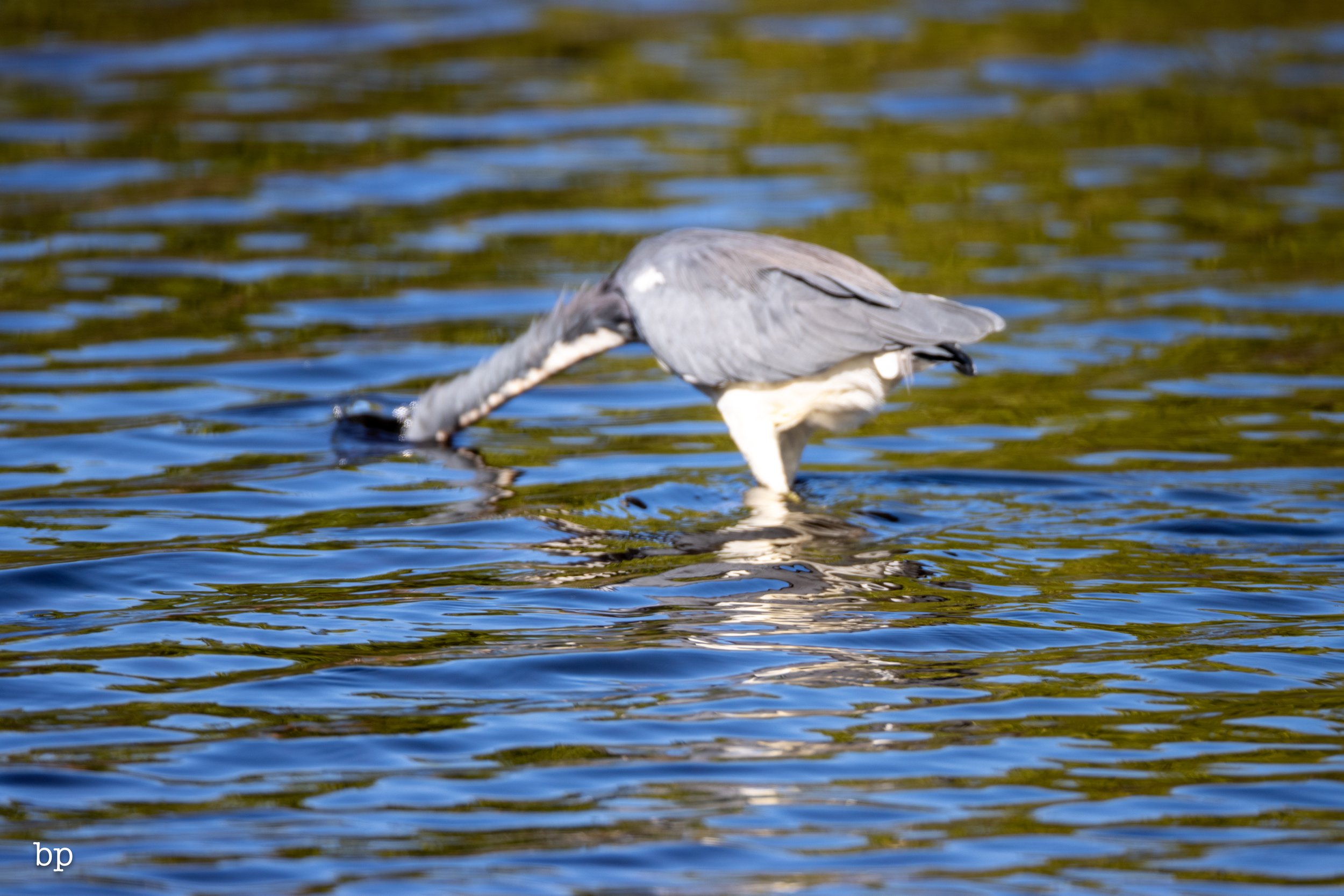 jungle_02_55 (1 of 1).jpg