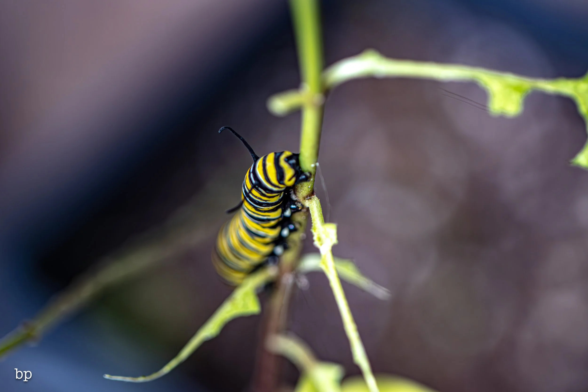 10_28_butter_143 (1 of 1).jpg