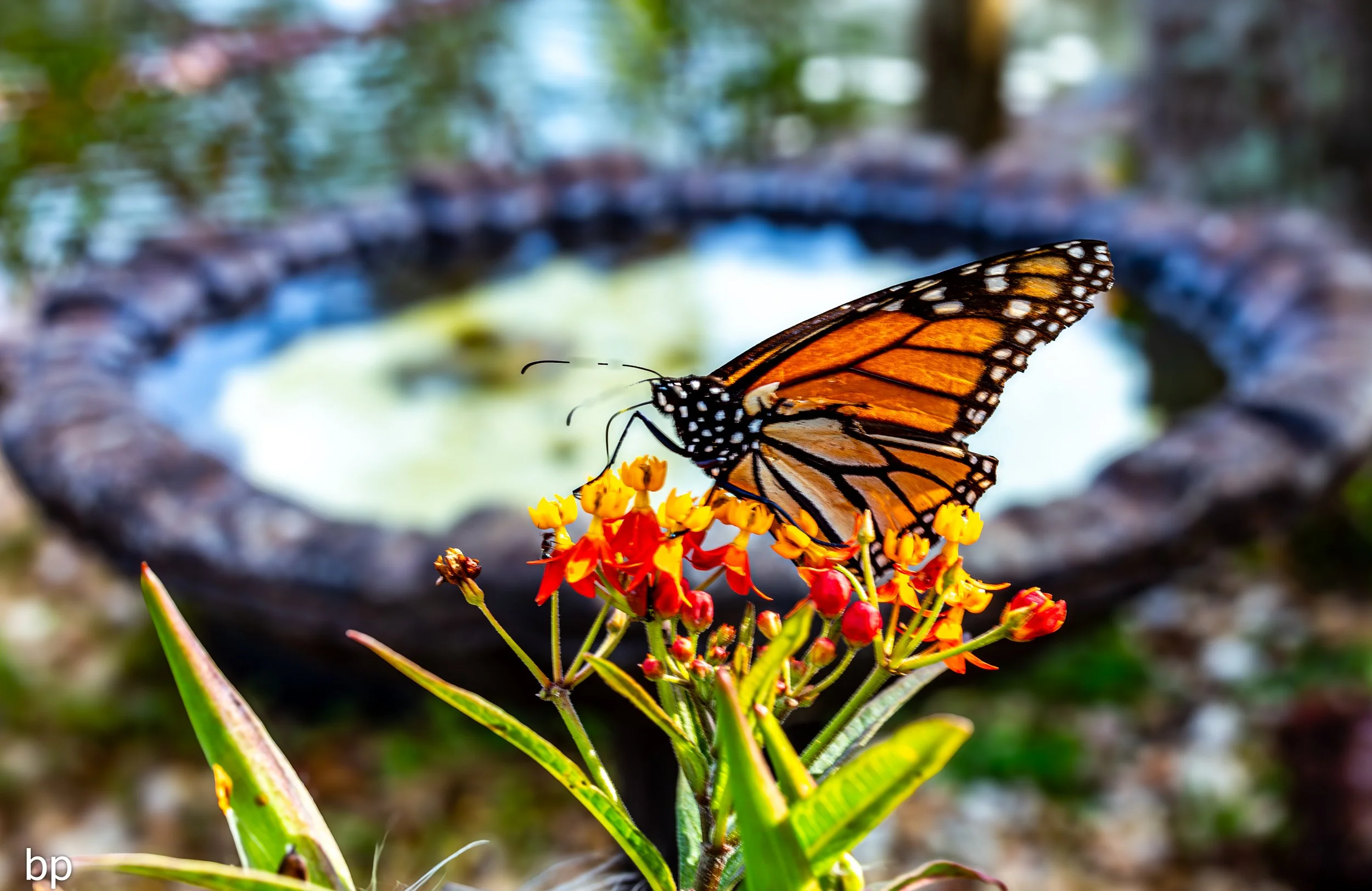 BP_1798 (1 of 1).jpg