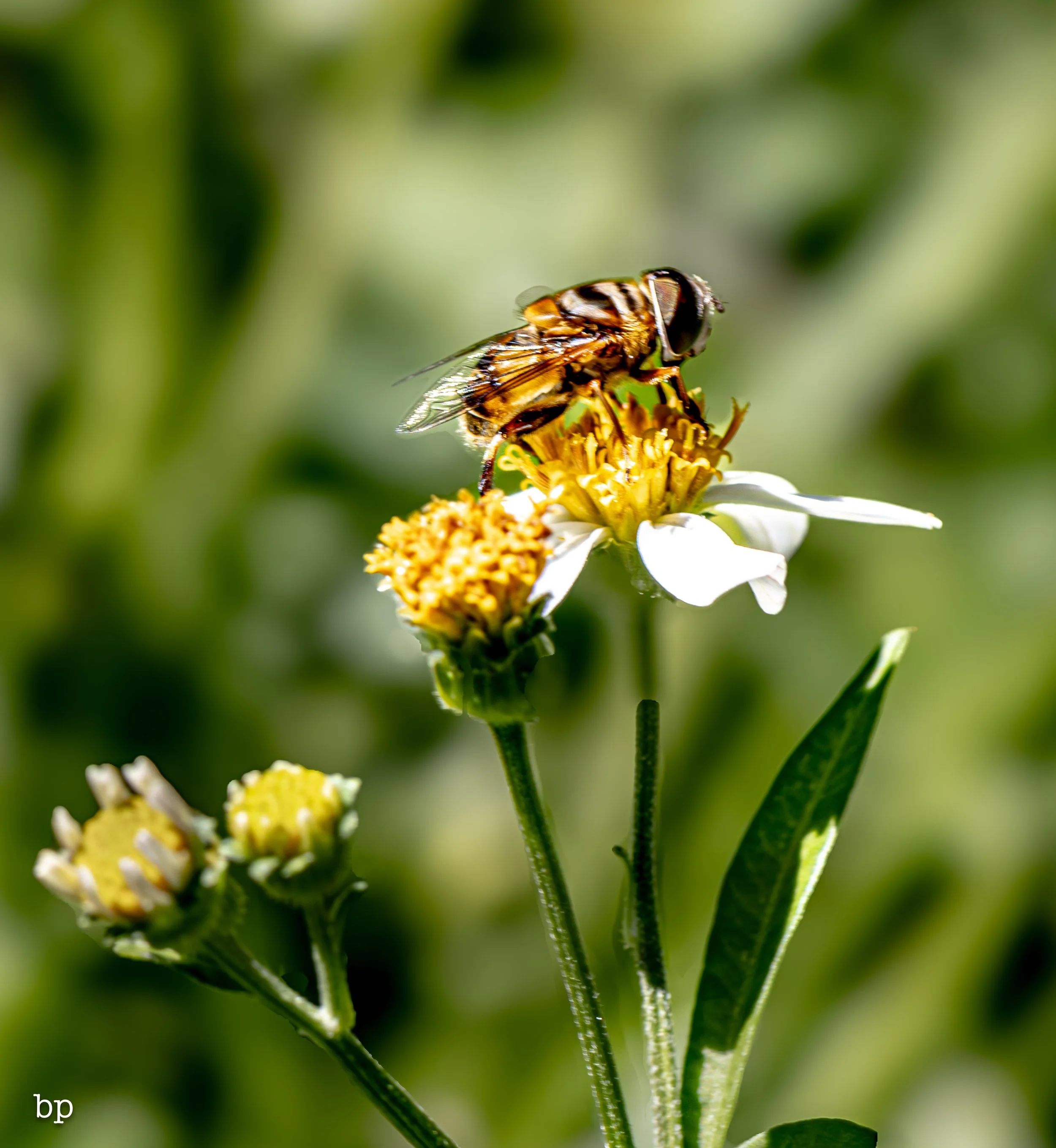 10_28_butter_157 (1 of 1).jpg