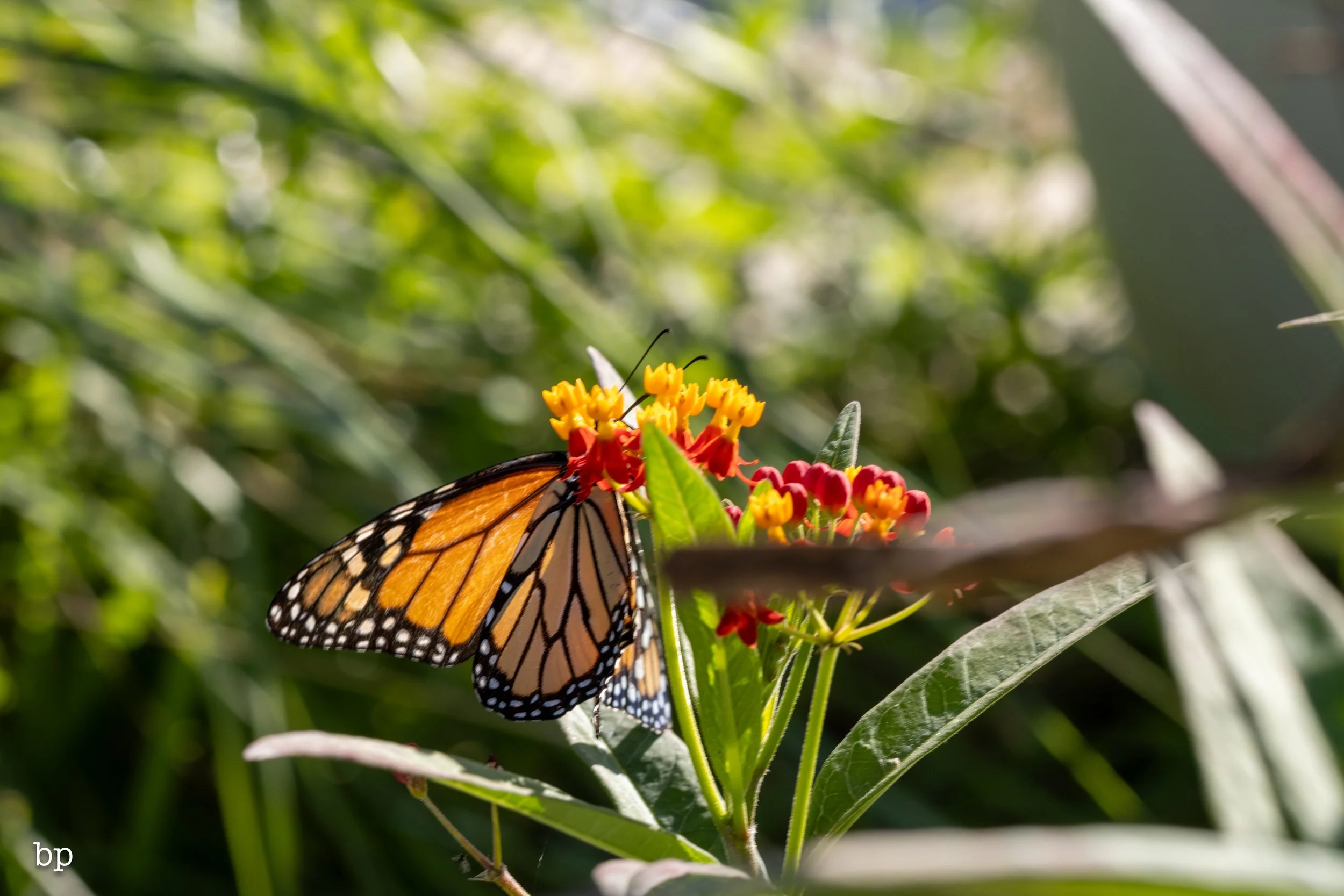 butter_11 (1 of 1).jpg