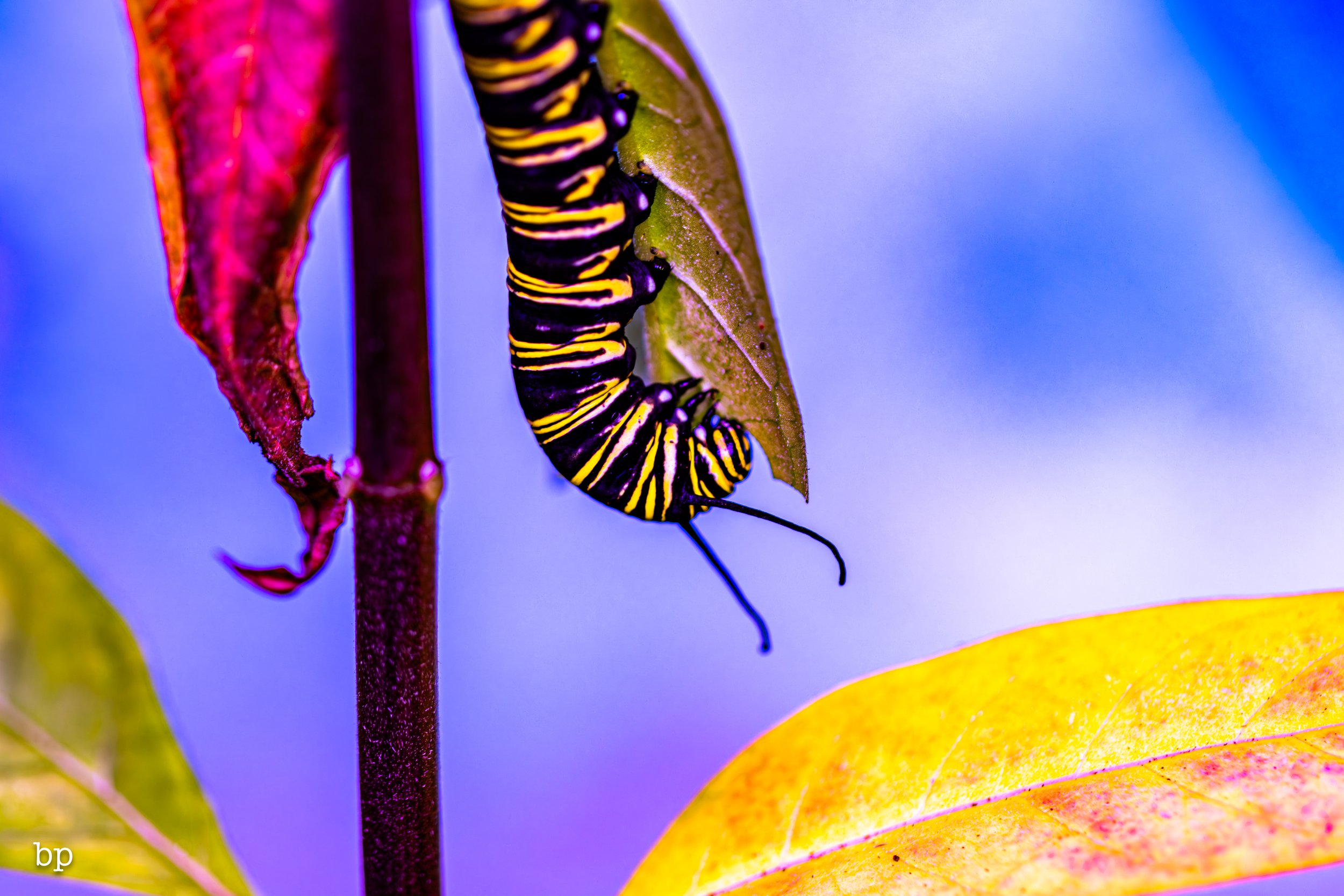 set_120727_butter_07 (1 of 1).jpg