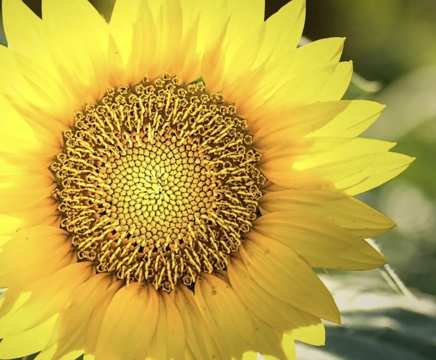 WOMEN'S CIRCLES: (Ongoing / In-Person)