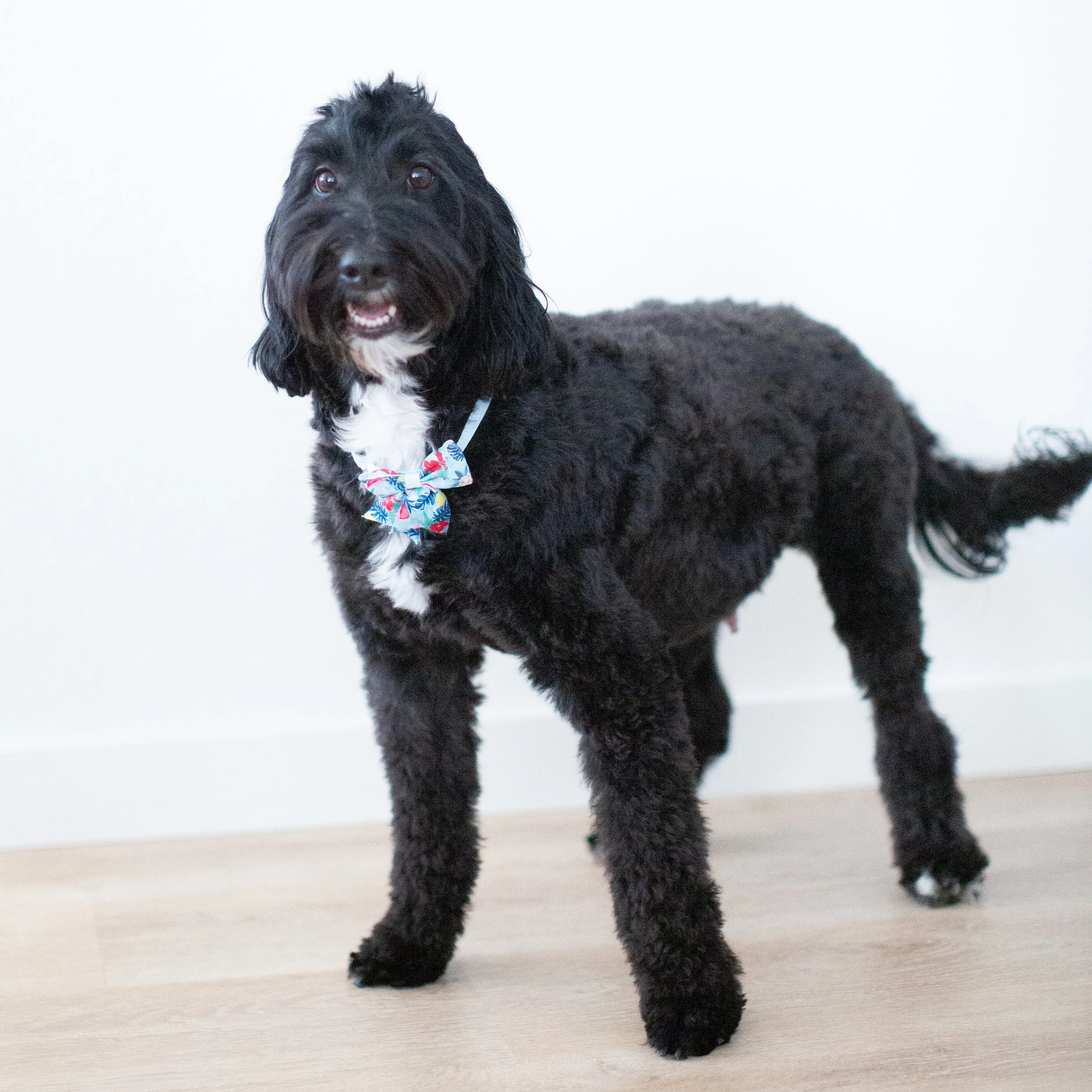 max-6.jpg
