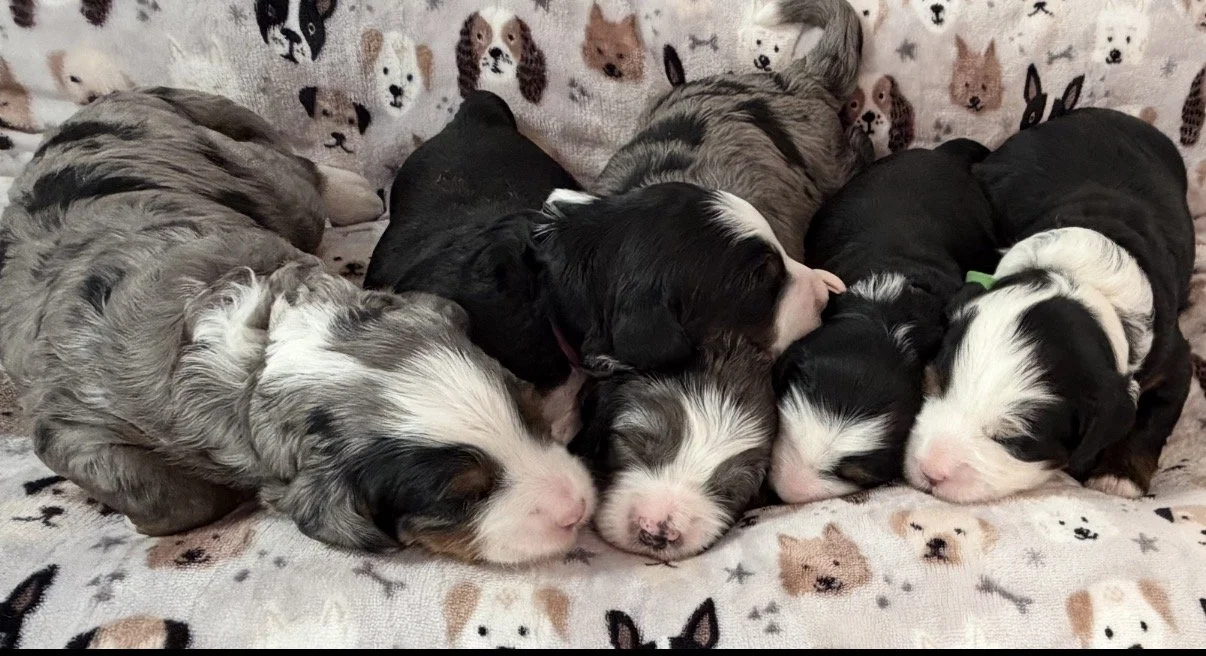 2 WEEKS OLD! The two merle puppies are boys, the green collar tricolor is a boy.  The remaining two tricolors are our petite girls.