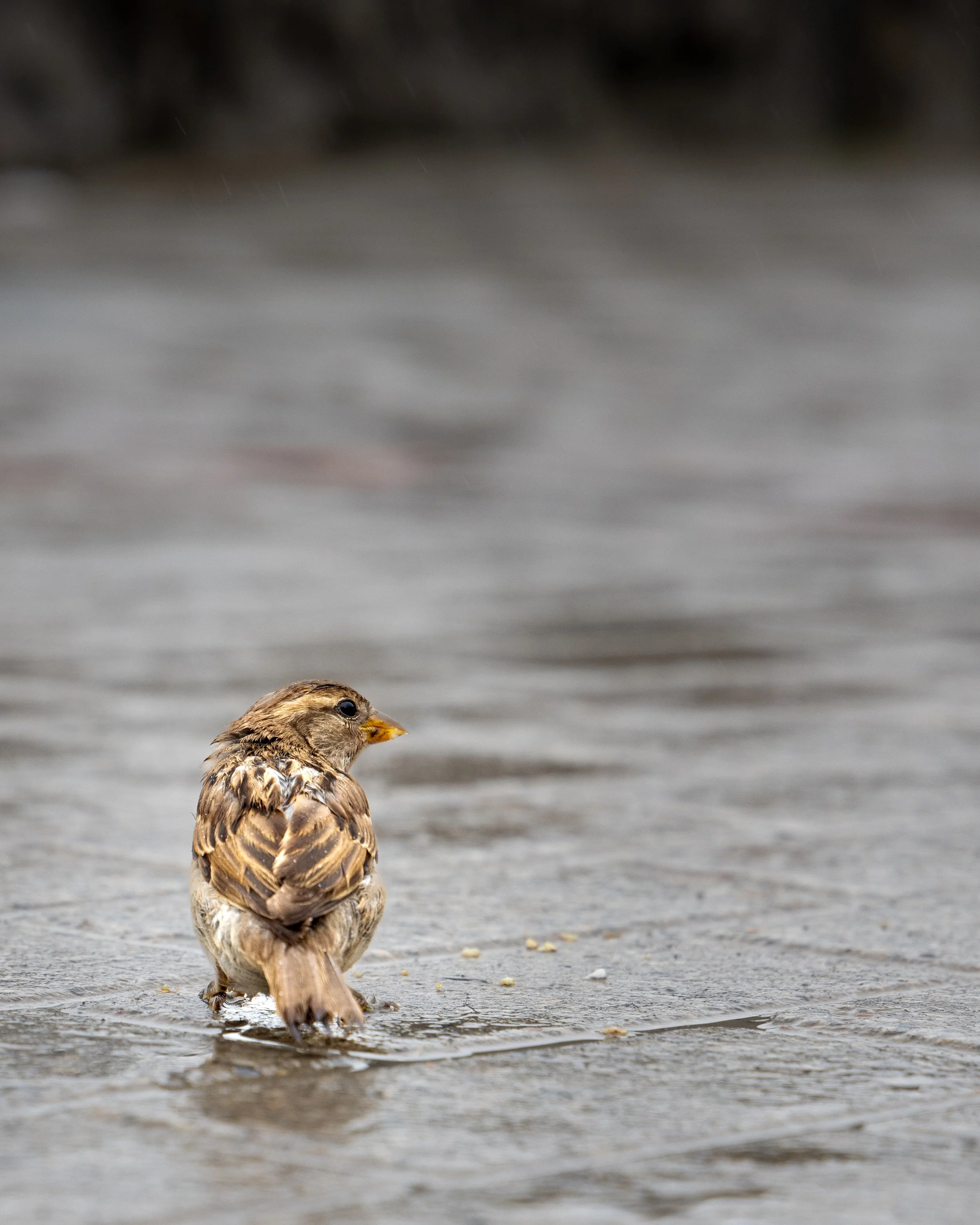A house sparrow foraging for human food in the rain near Niagara Falls, New York