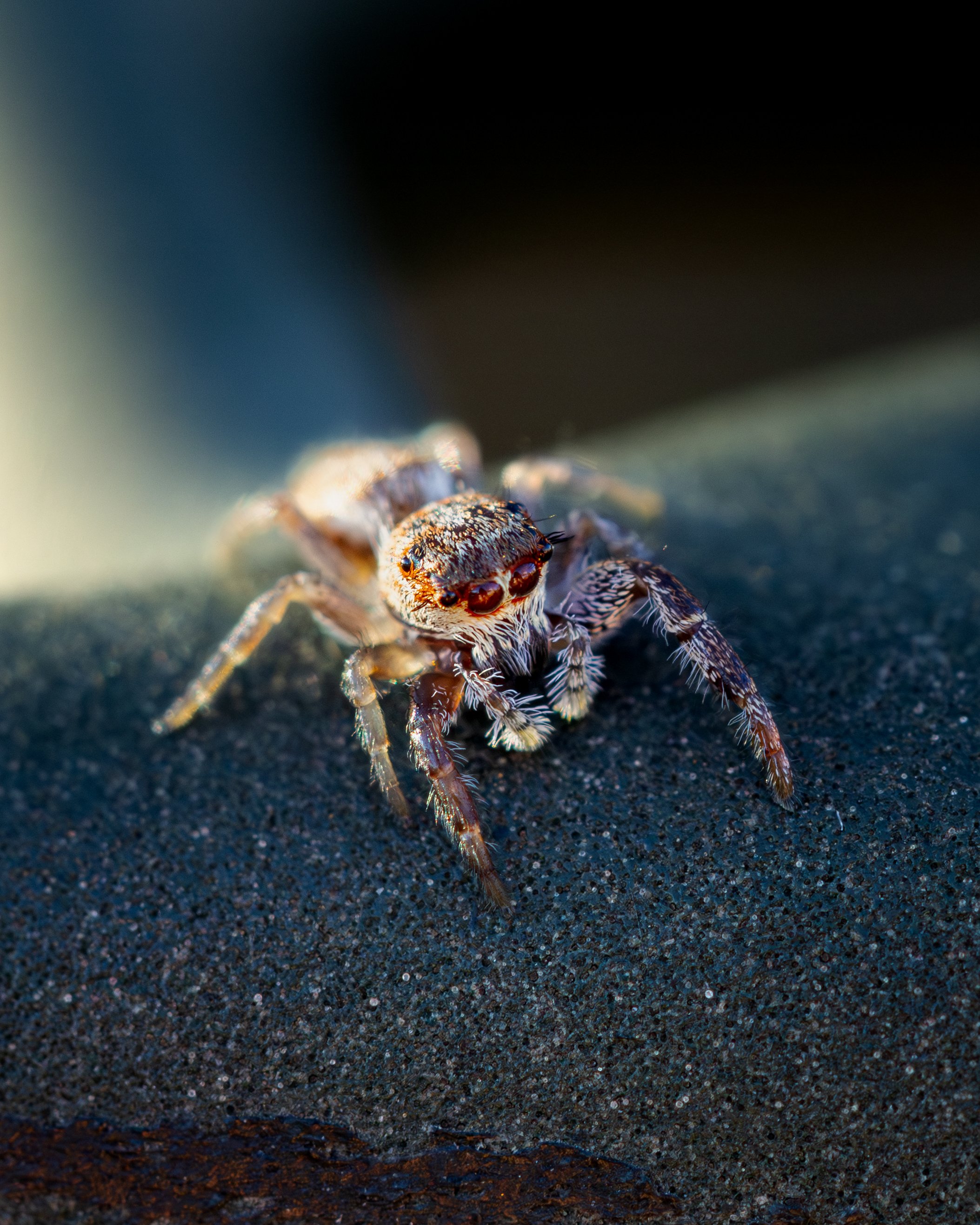 Jumping spider, Marianna, Florida 2026