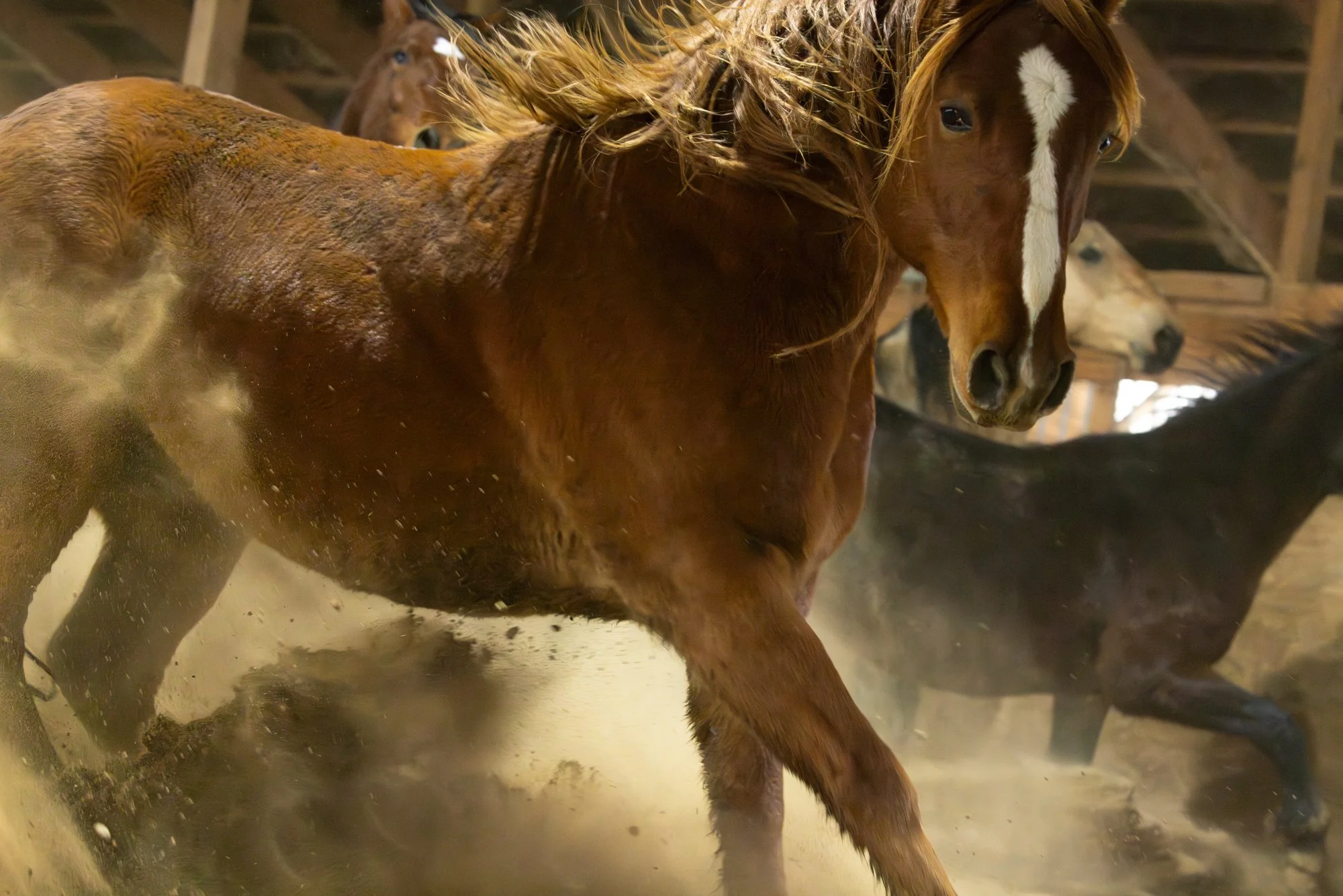 Northstar, a gentled mustang, NY