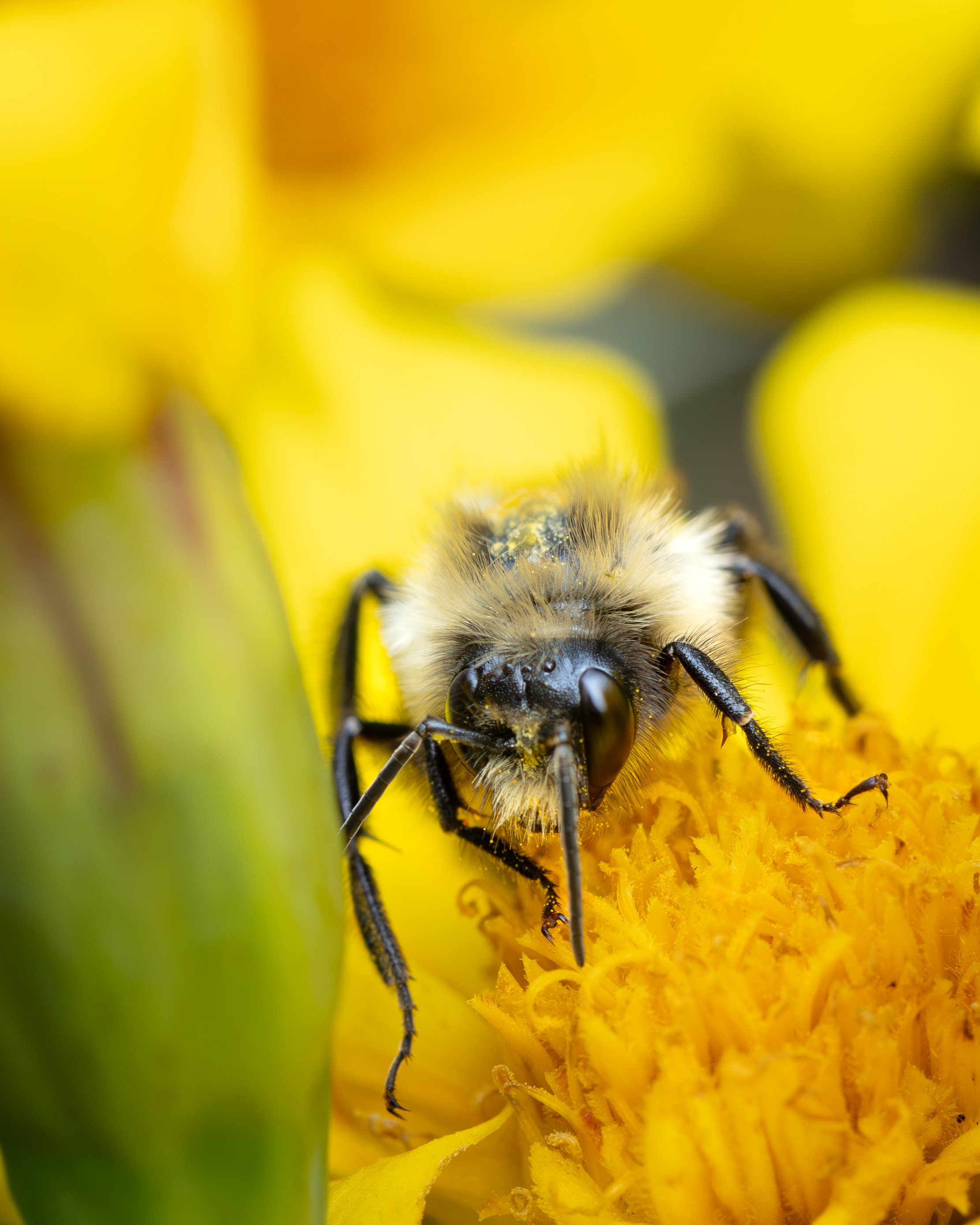 A honeybee pollinating a flower in Rochester, New York, 2025