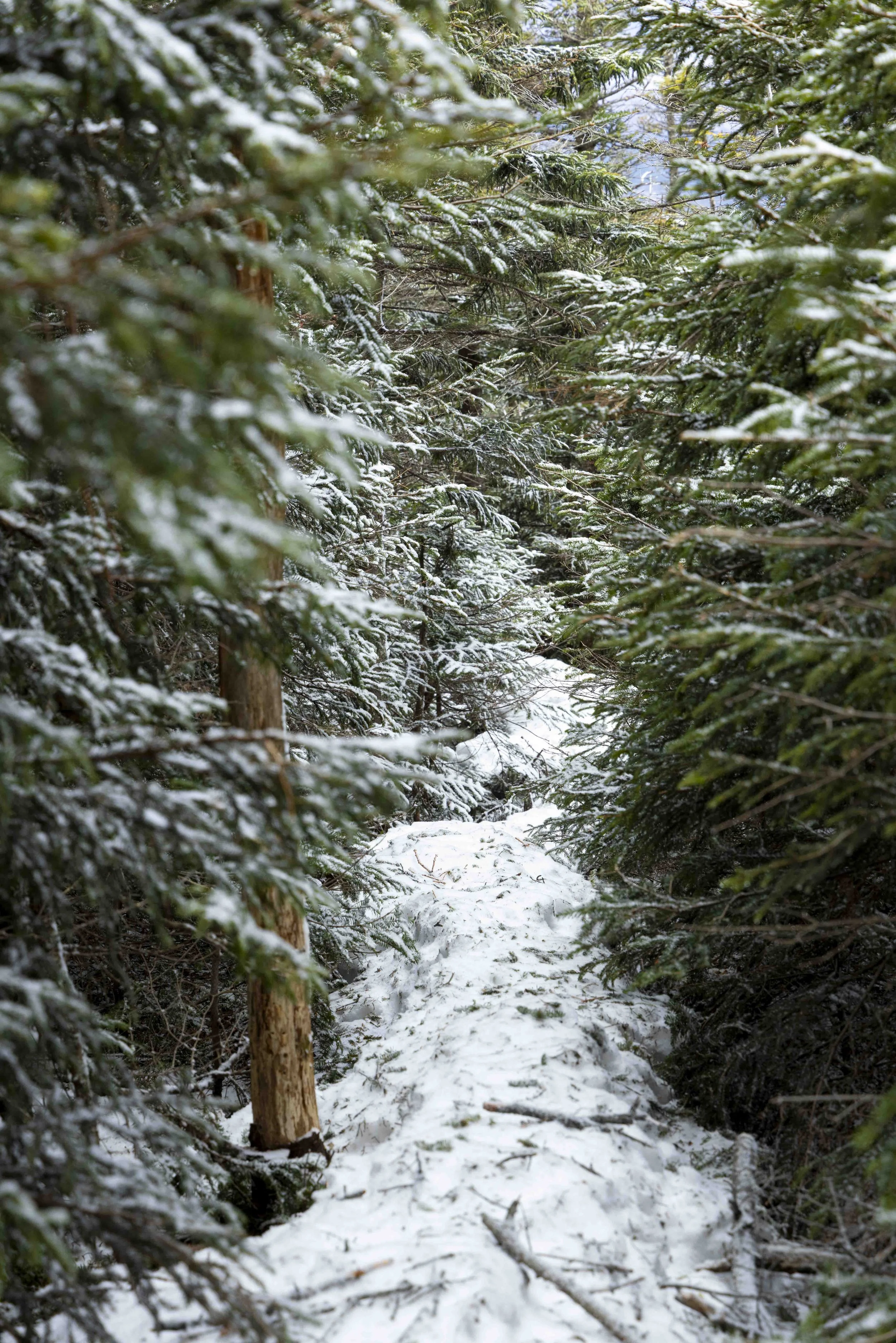 Trail to Blake Peak and Mount Colvin, Adirondacks, NY