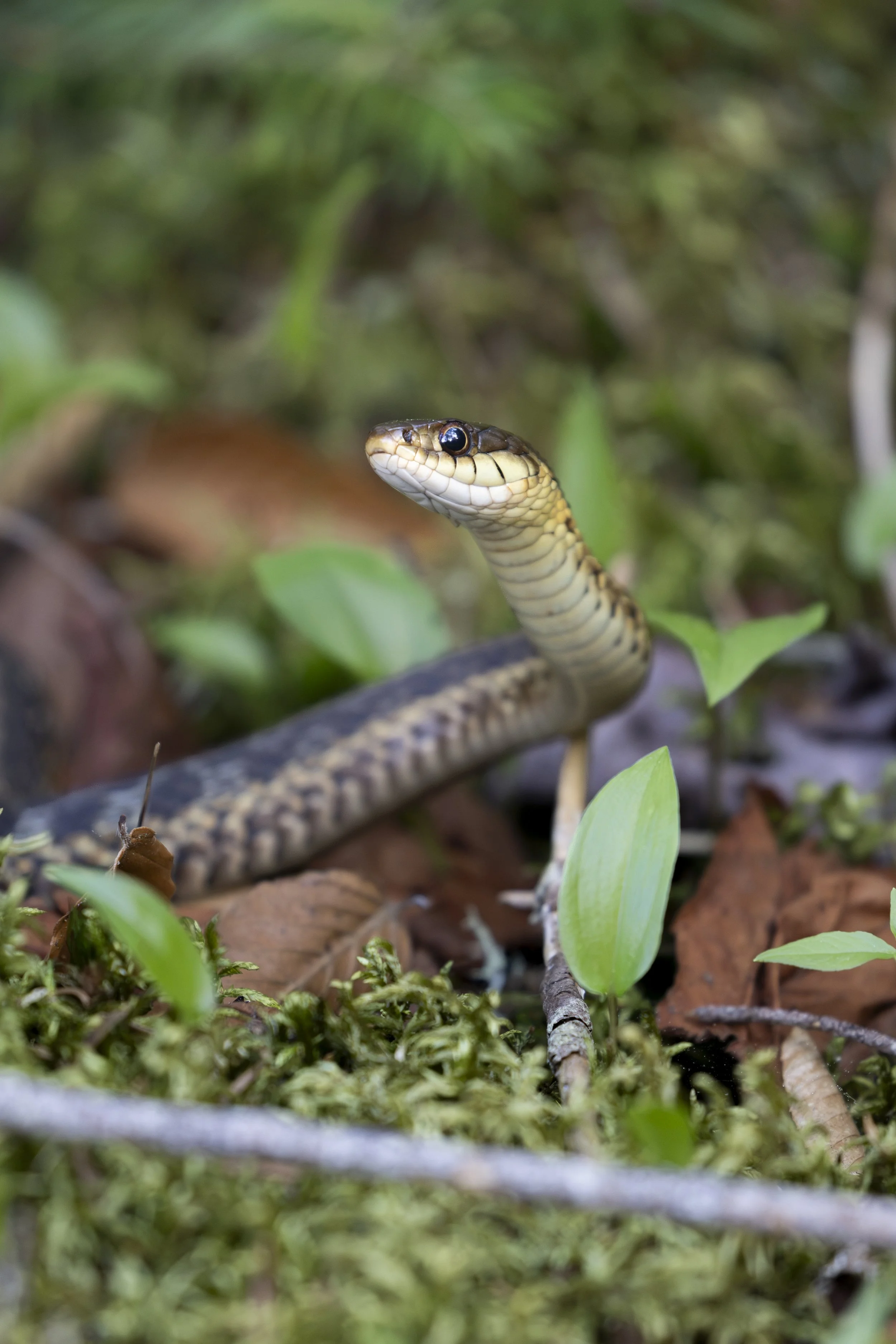 Eastern Garter Snake, Adirondacks, NY 