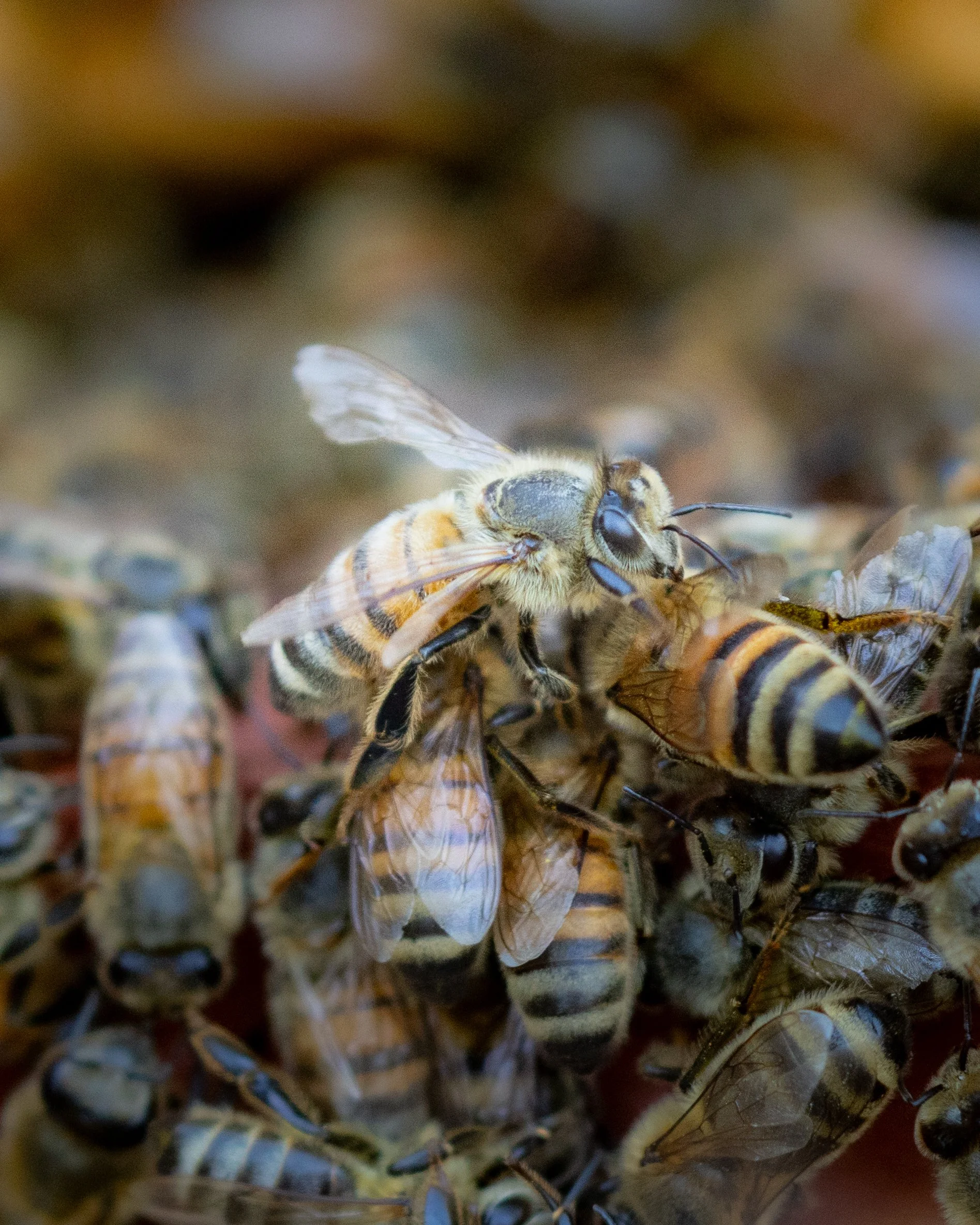 A newly emerged honeybee stands out among older foragers, Rochester, New York 2025