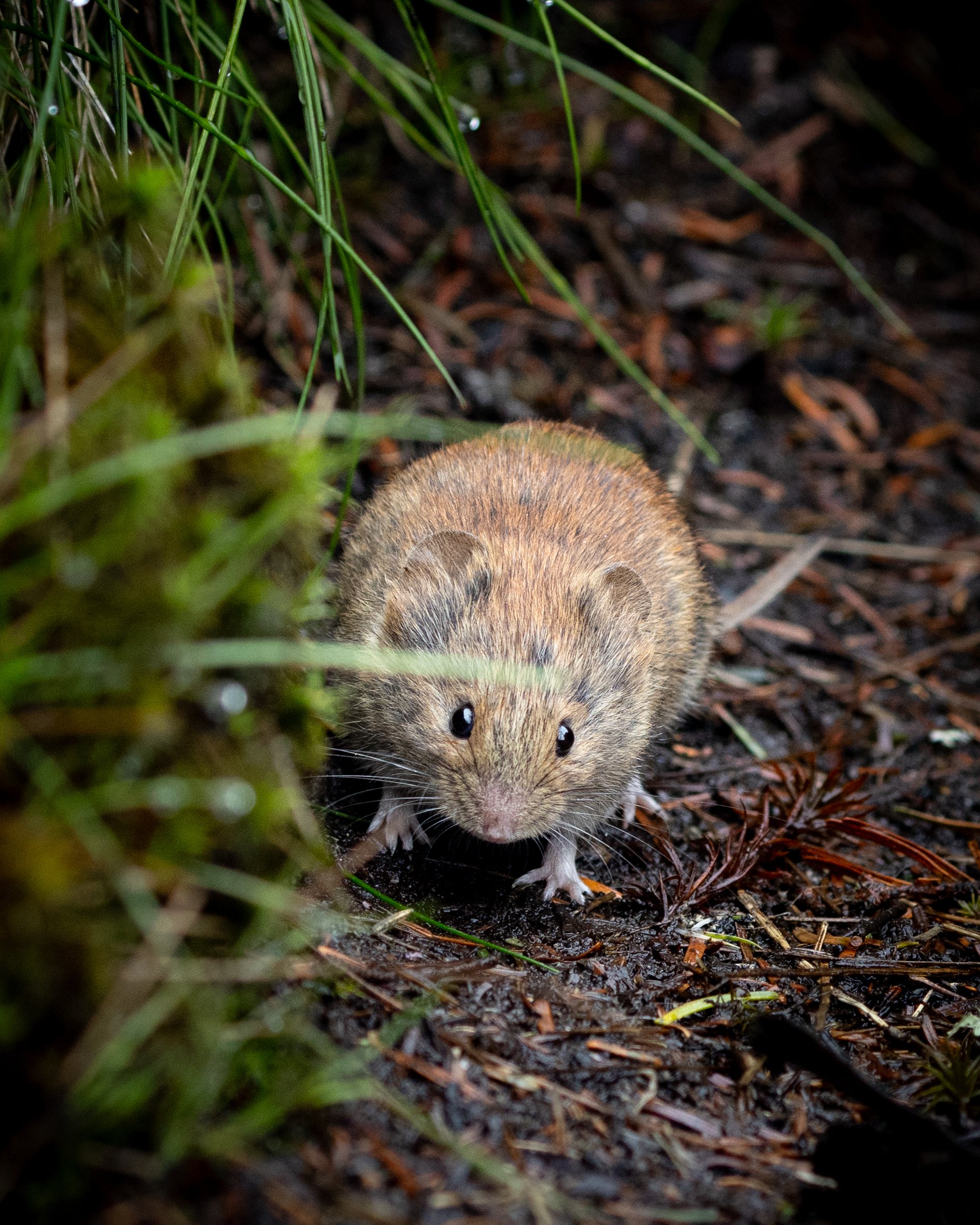 Meadow jumping mouse on the summit on Big Slide Mountain, Adirondack Mountains, New York 2025
