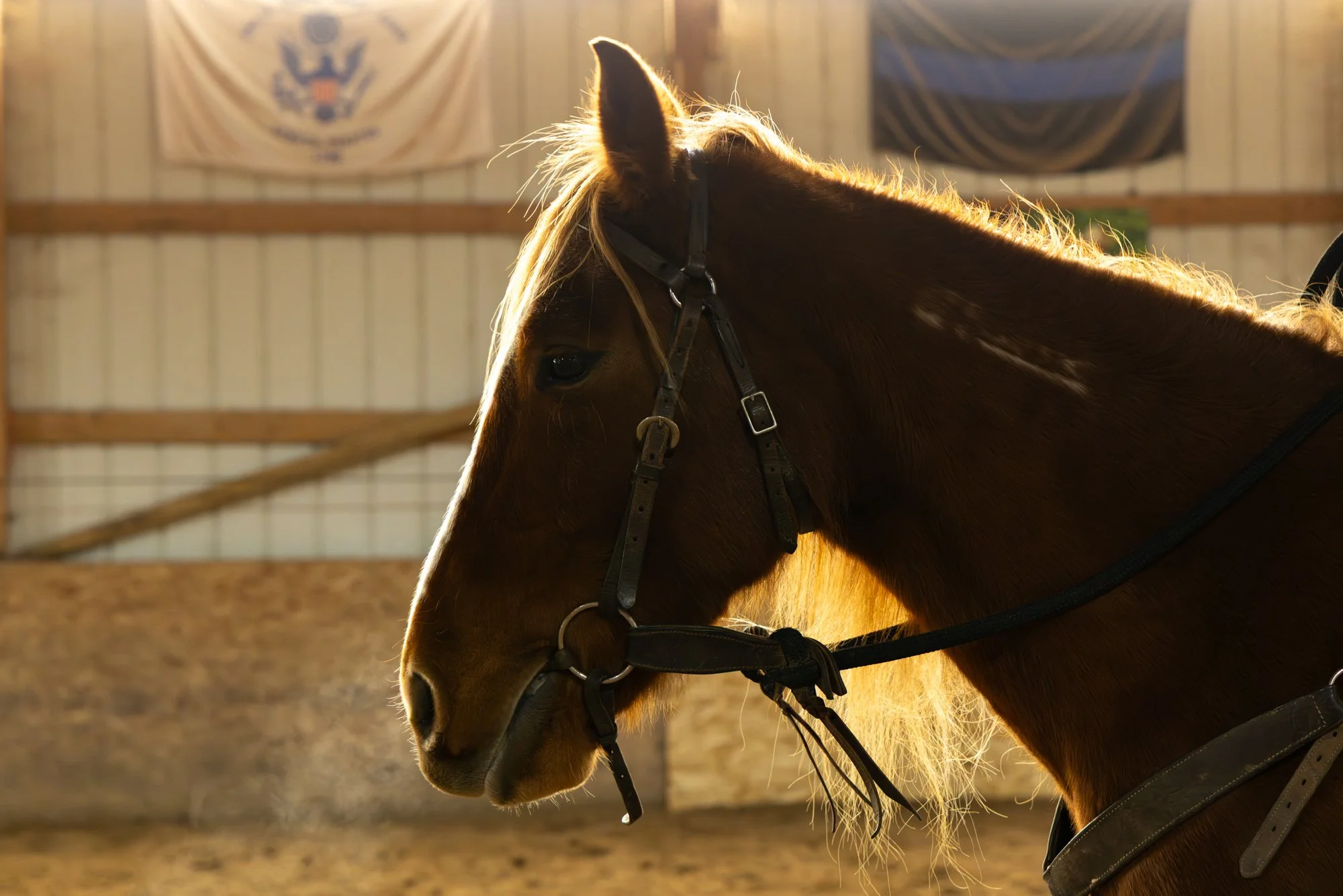 Northstar, a gentled mustang, NY