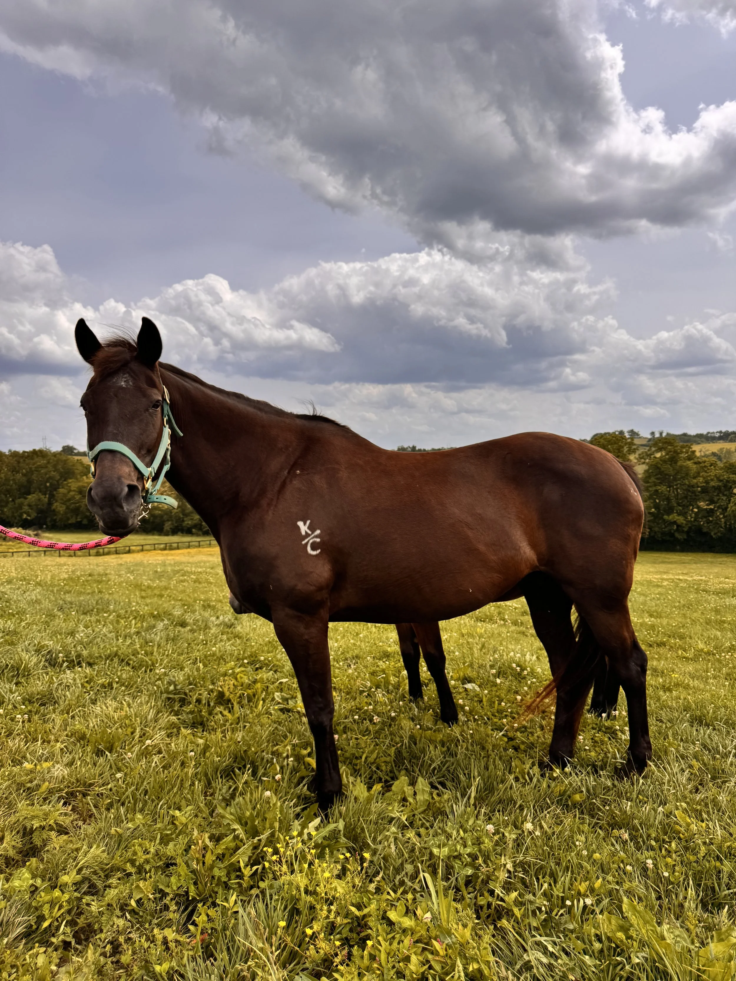 Meet Dash Red Firewater