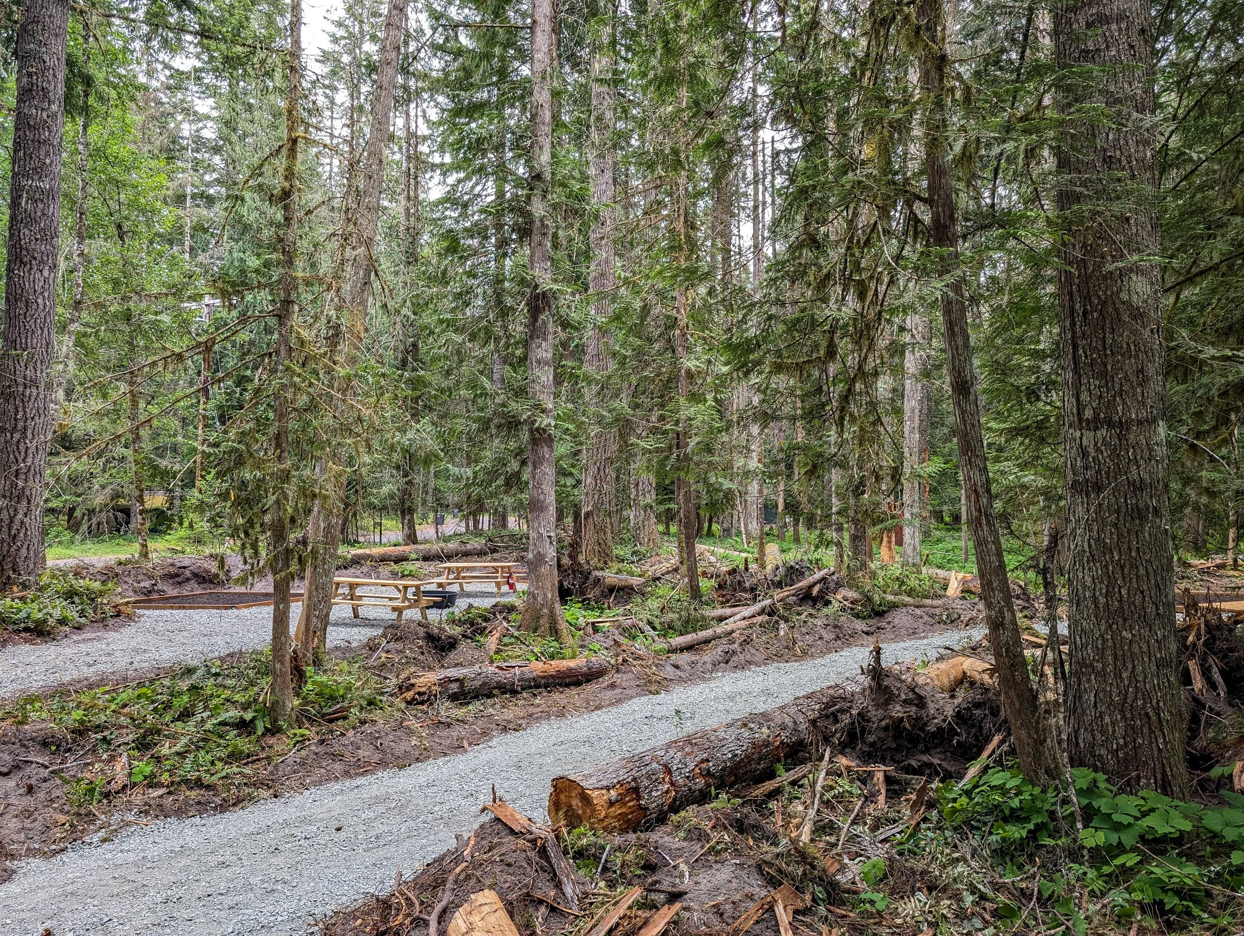A forest scene with tall trees, a gravel trail, fallen logs, and picnic tables in the background.