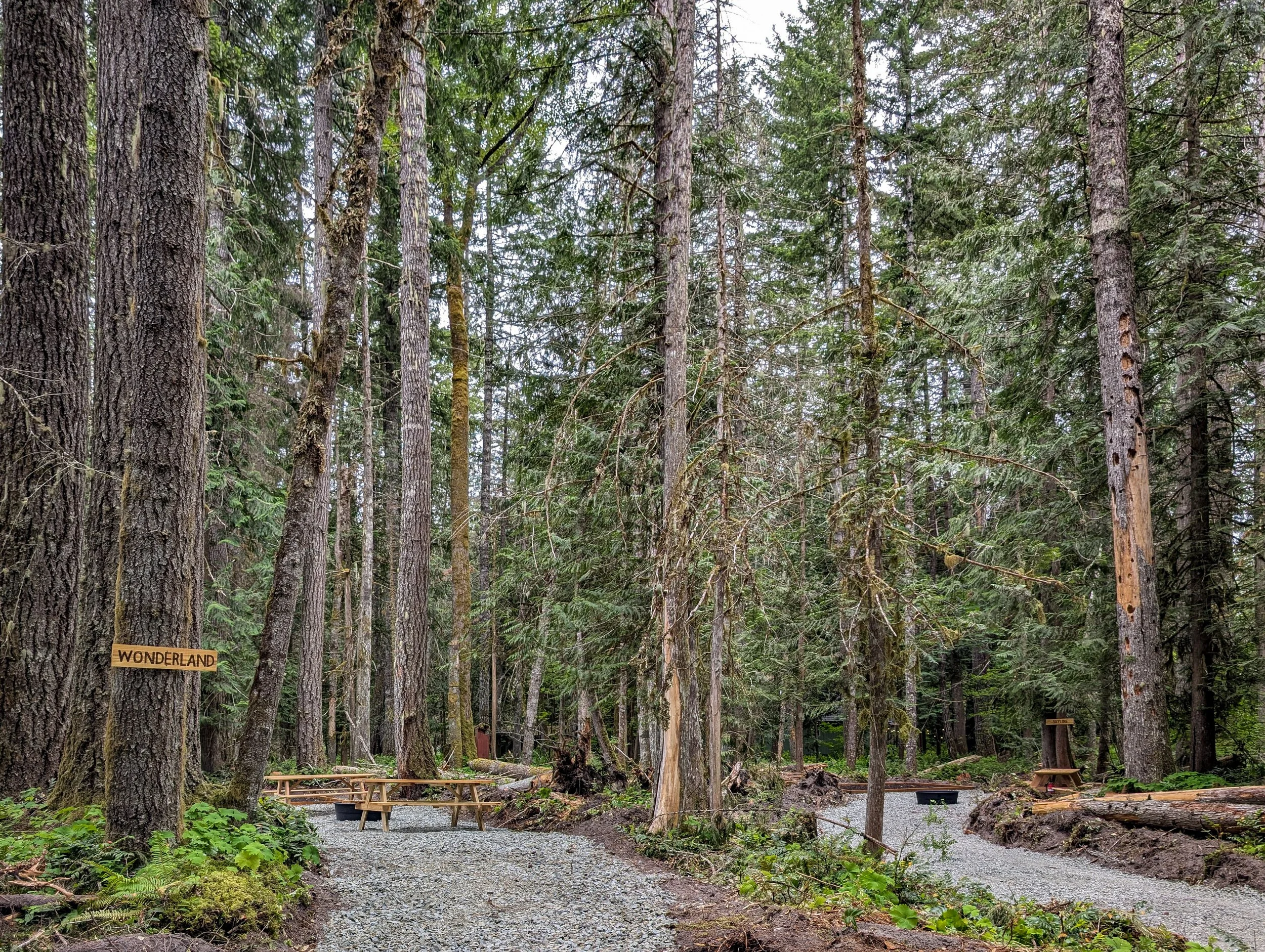 A forest area with tall trees, gravel paths, and wooden benches. A small sign reading 'WONDERLAND' is attached to a tree on the left side.