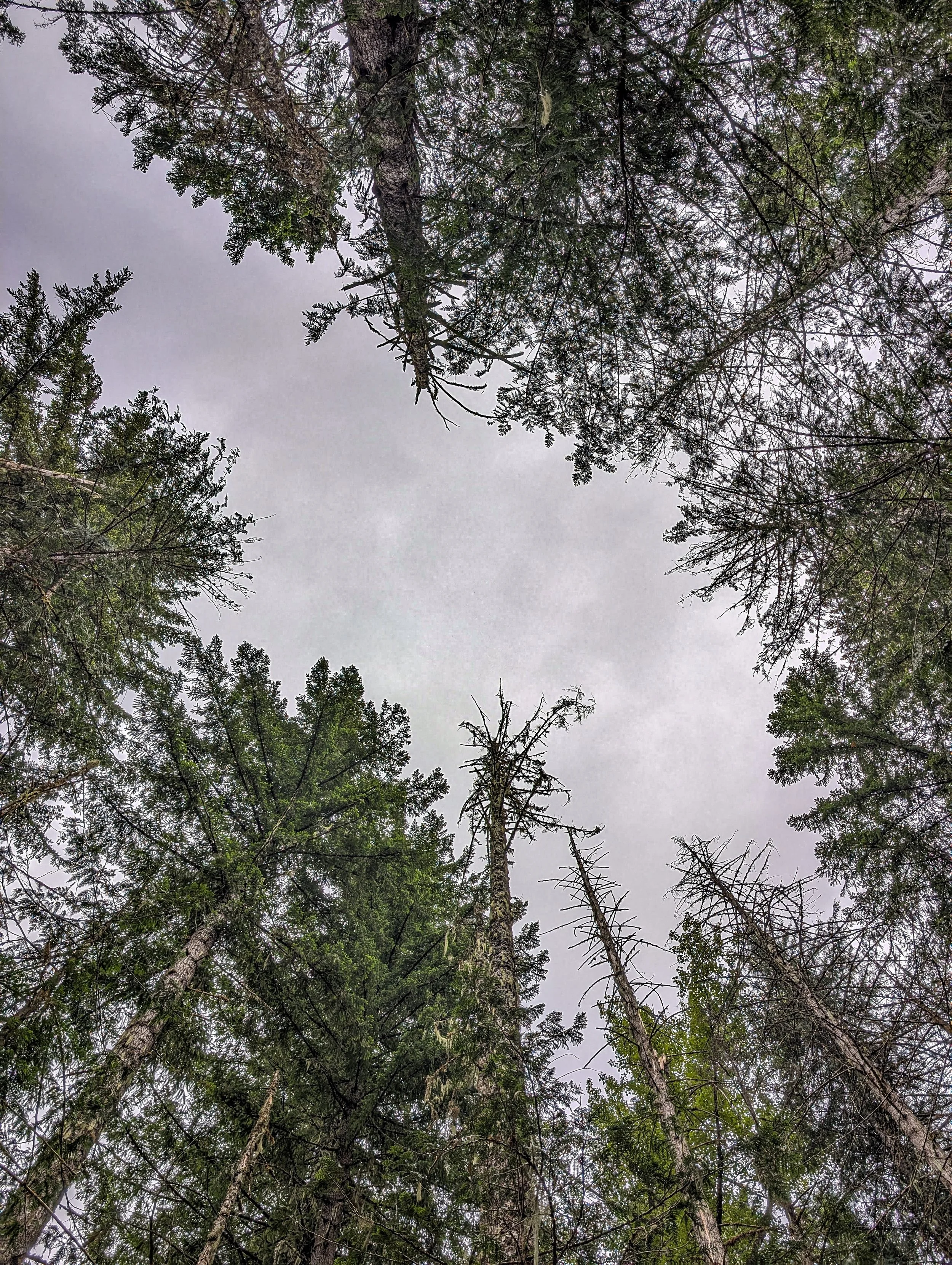 Looking up at tall evergreen trees in a forest with a cloudy sky overhead.