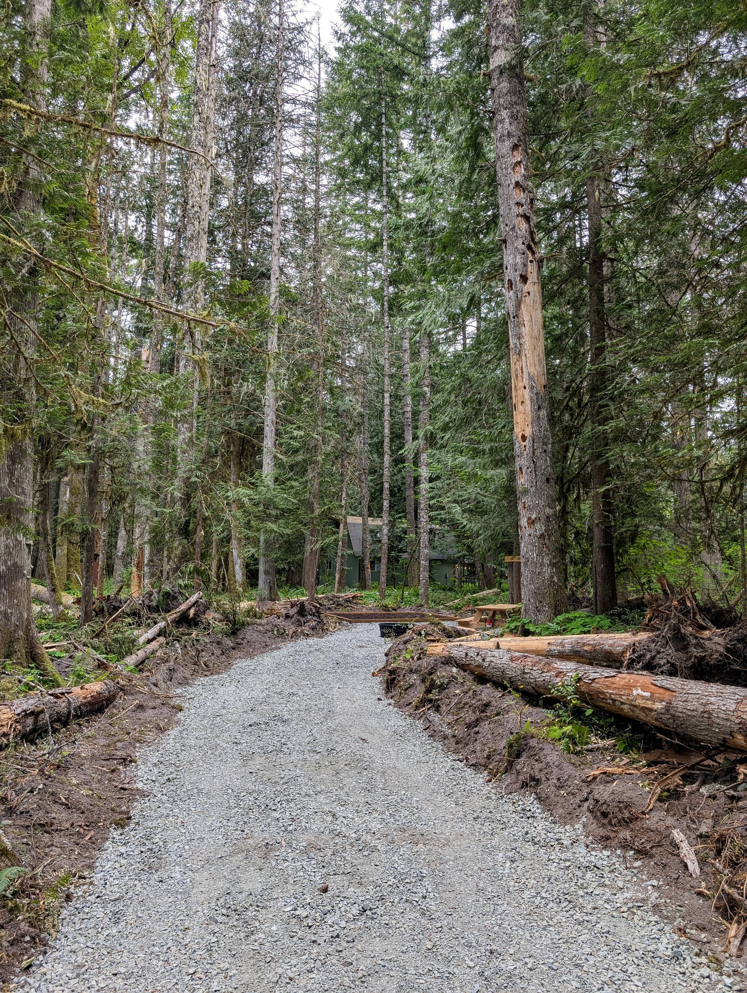A gravel trail winding through a dense forest of tall trees, some of which are fallen.