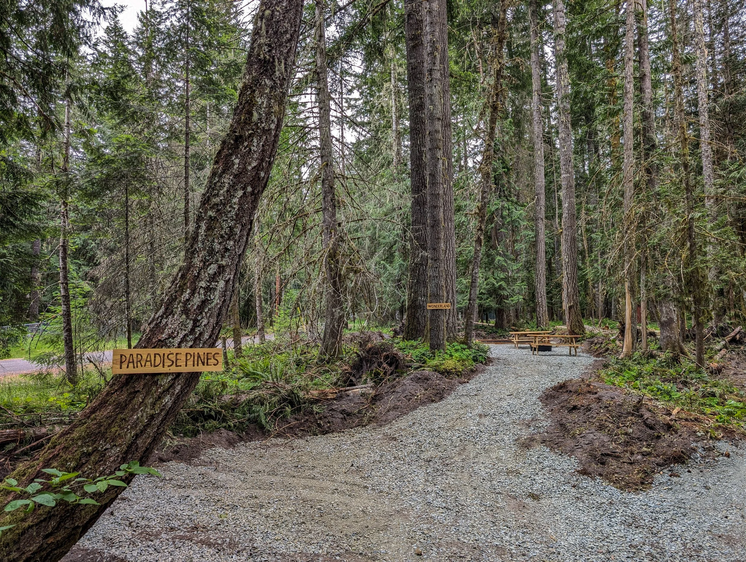 A forest scene with tall pine trees, a gravel trail, and wooden signs labeled 'Paradise Pines' and 'Wonderland'. There are picnic tables in the background.