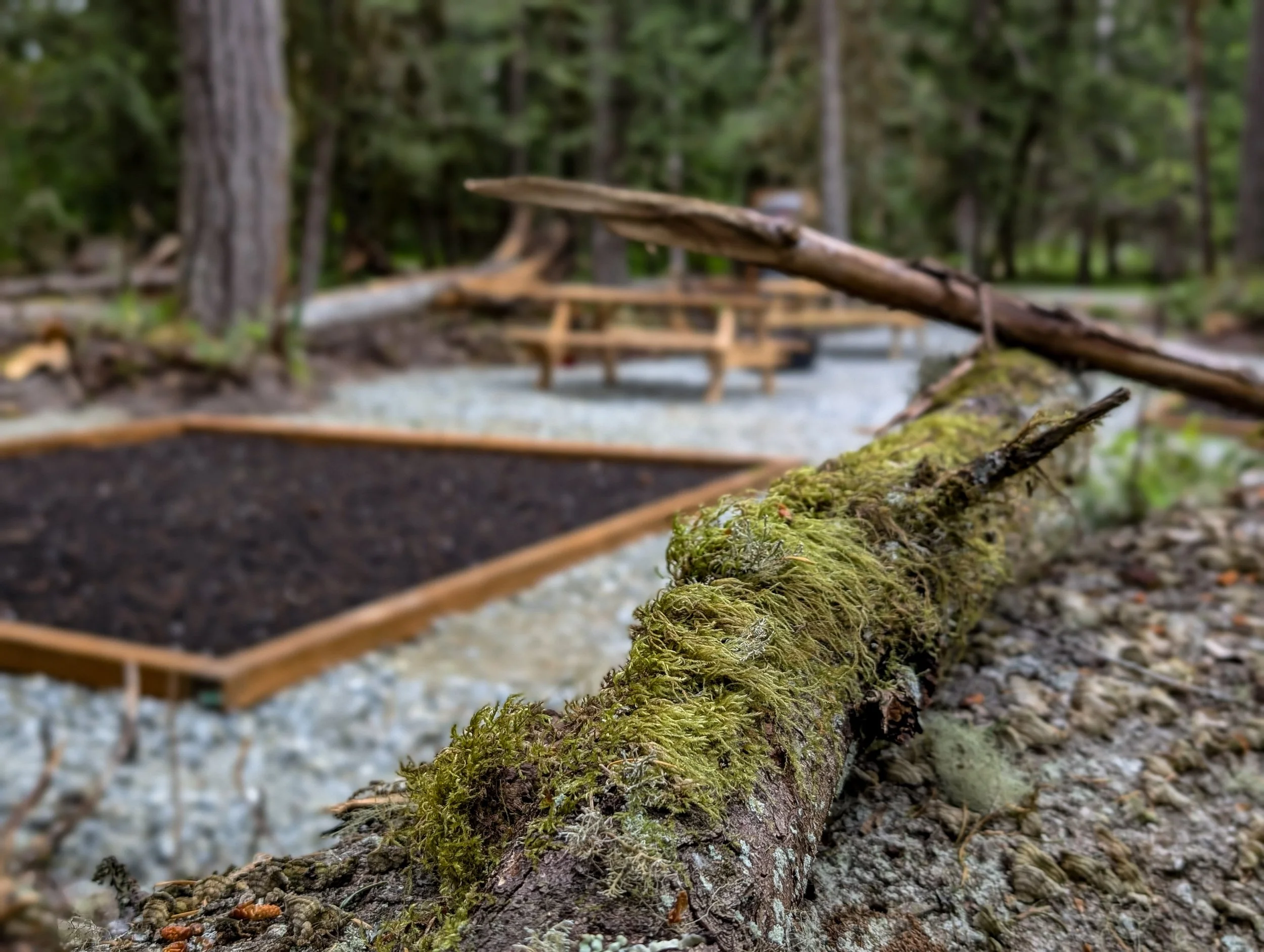 A moss-covered fallen tree trunk in a forest with wooden picnic tables in the background.