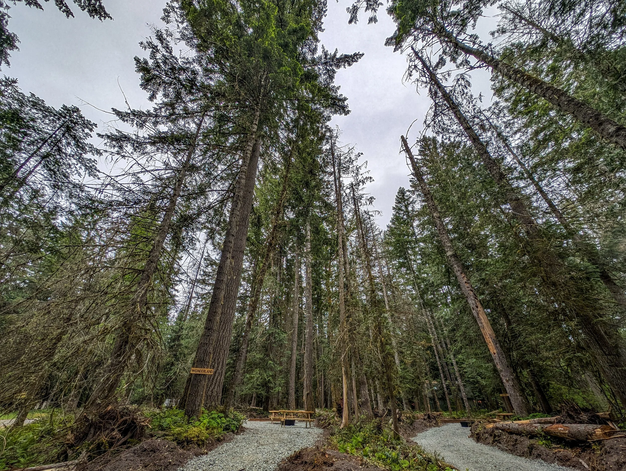 A forest with tall evergreen trees and a gravel dirt path with wooden picnic tables, under a cloudy sky.