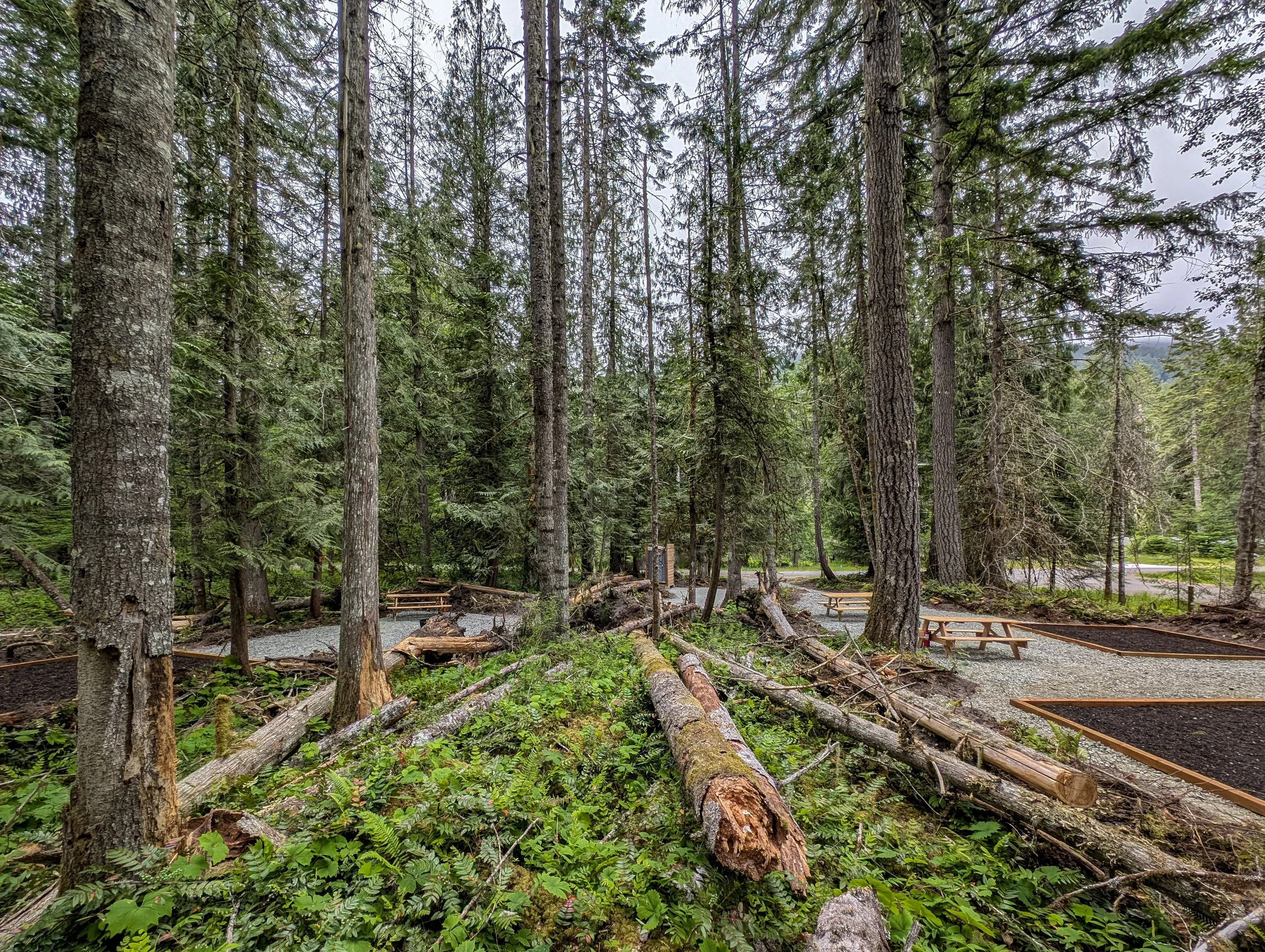 A forest scene with tall, dense trees and fallen logs on a gravel path, with picnic tables and landscaped areas.