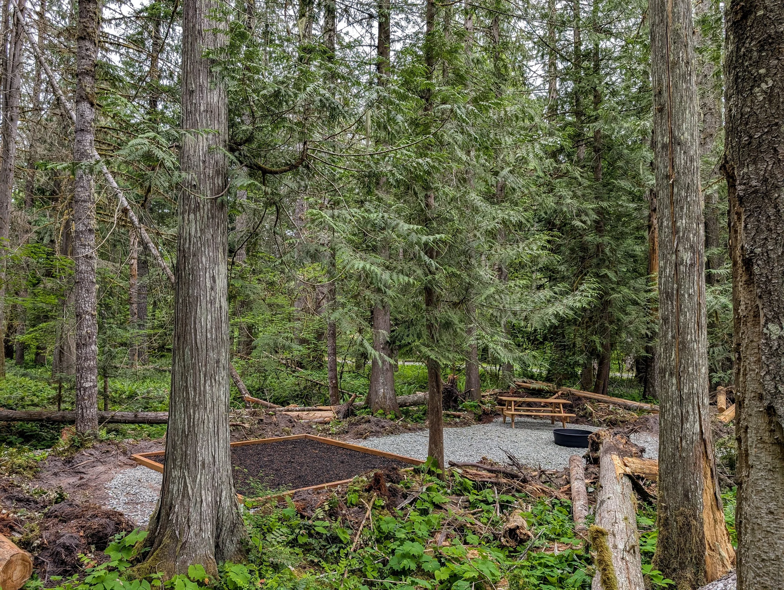A forest campsite with tall trees, a gravel area, a fire pit, and a picnic table surrounded by greenery.